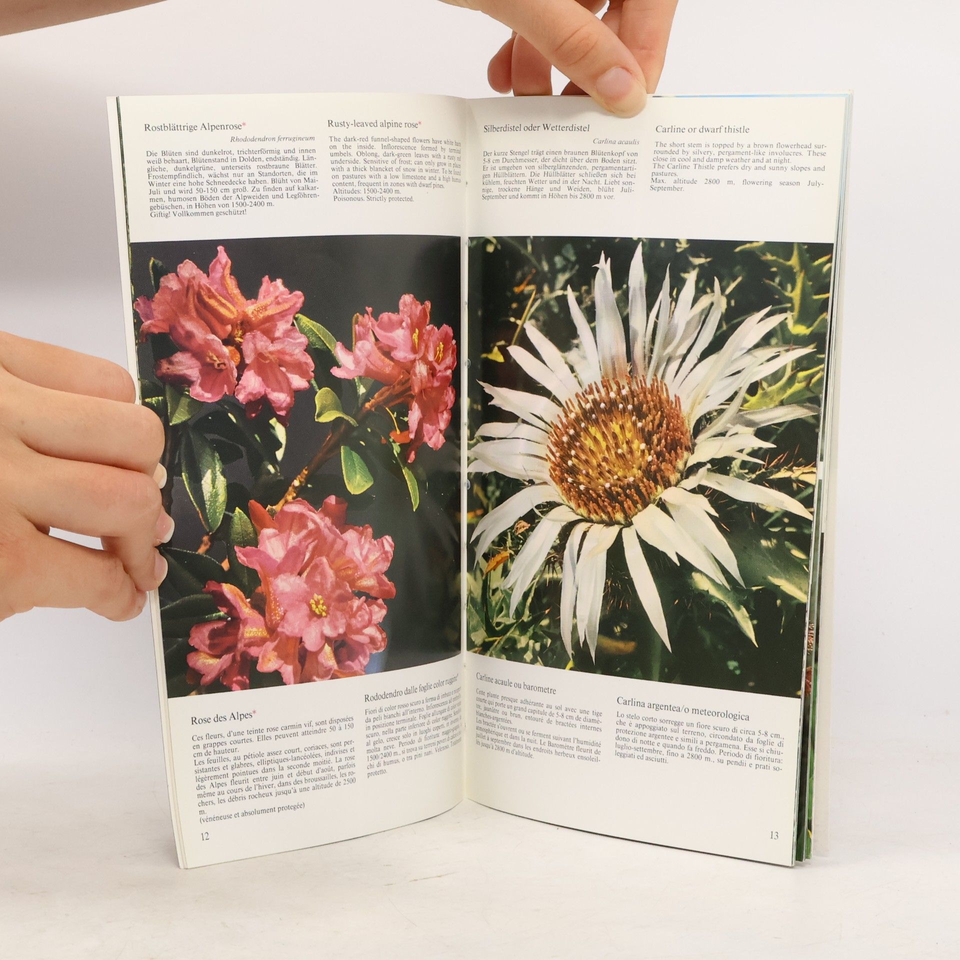 Autorenkollektiv Alpenblumen