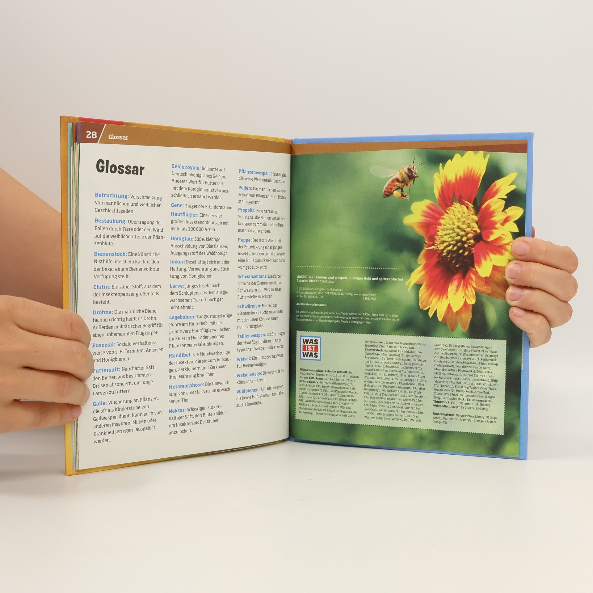 Autorenkollektiv Was ist was. Bienen und Wespen