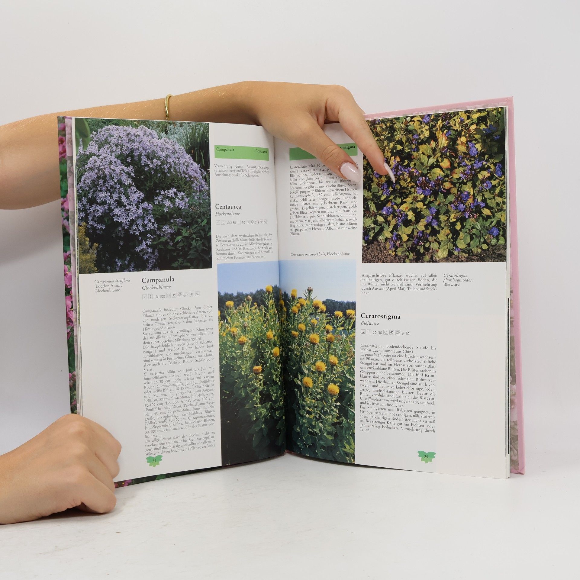 Autorenkollektiv Gartenblumen