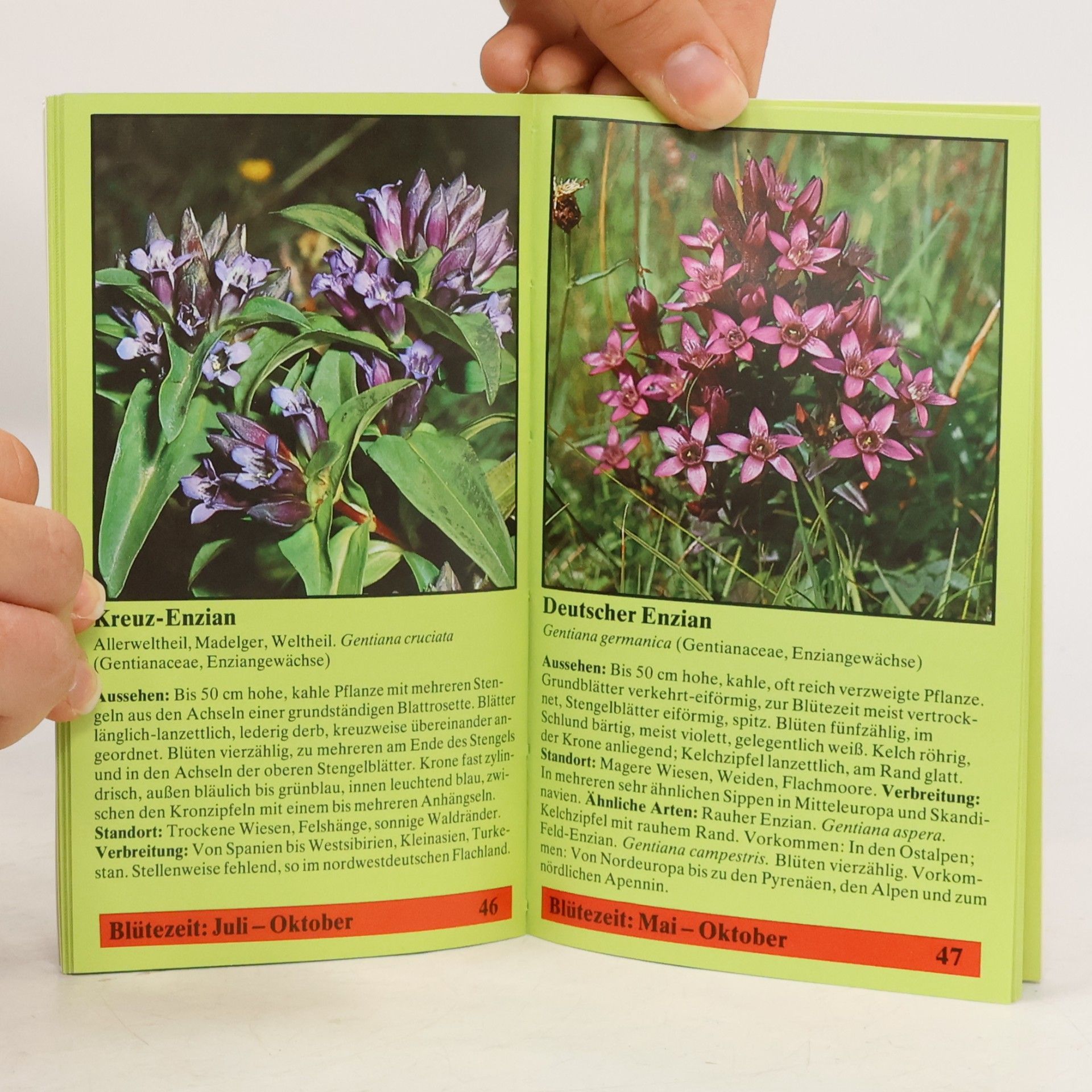 Wolfgang Lippert Lipperts Wiesenblumen-Kompass