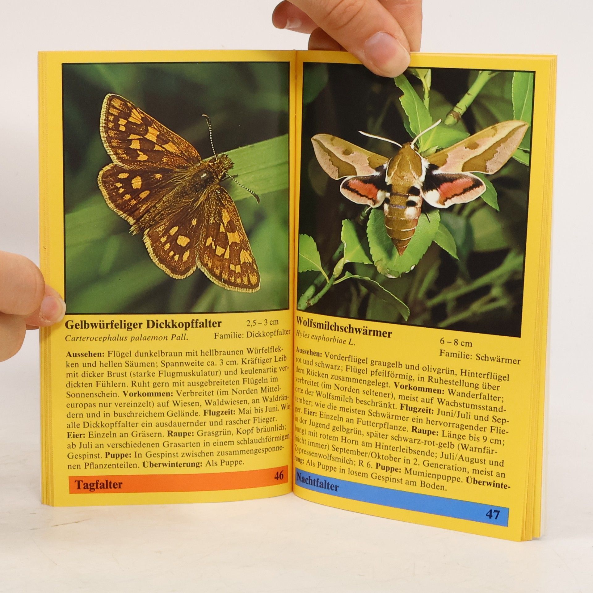 Hans Pfletschinger Pfletschingers Schmetterling-Kompass