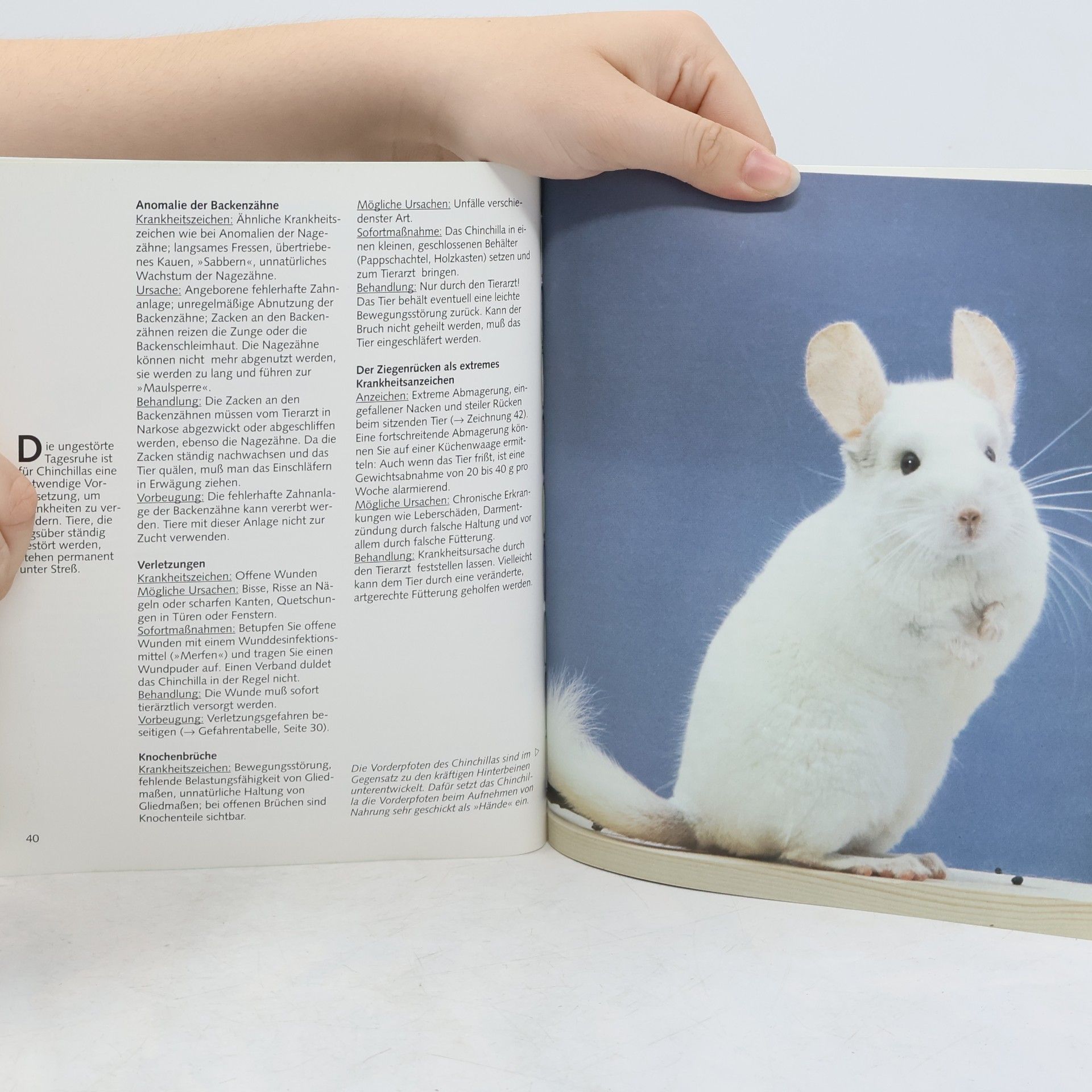 Maike RöderThiede Chinchillas als Heimtiere - richtig pflegen und verstehen