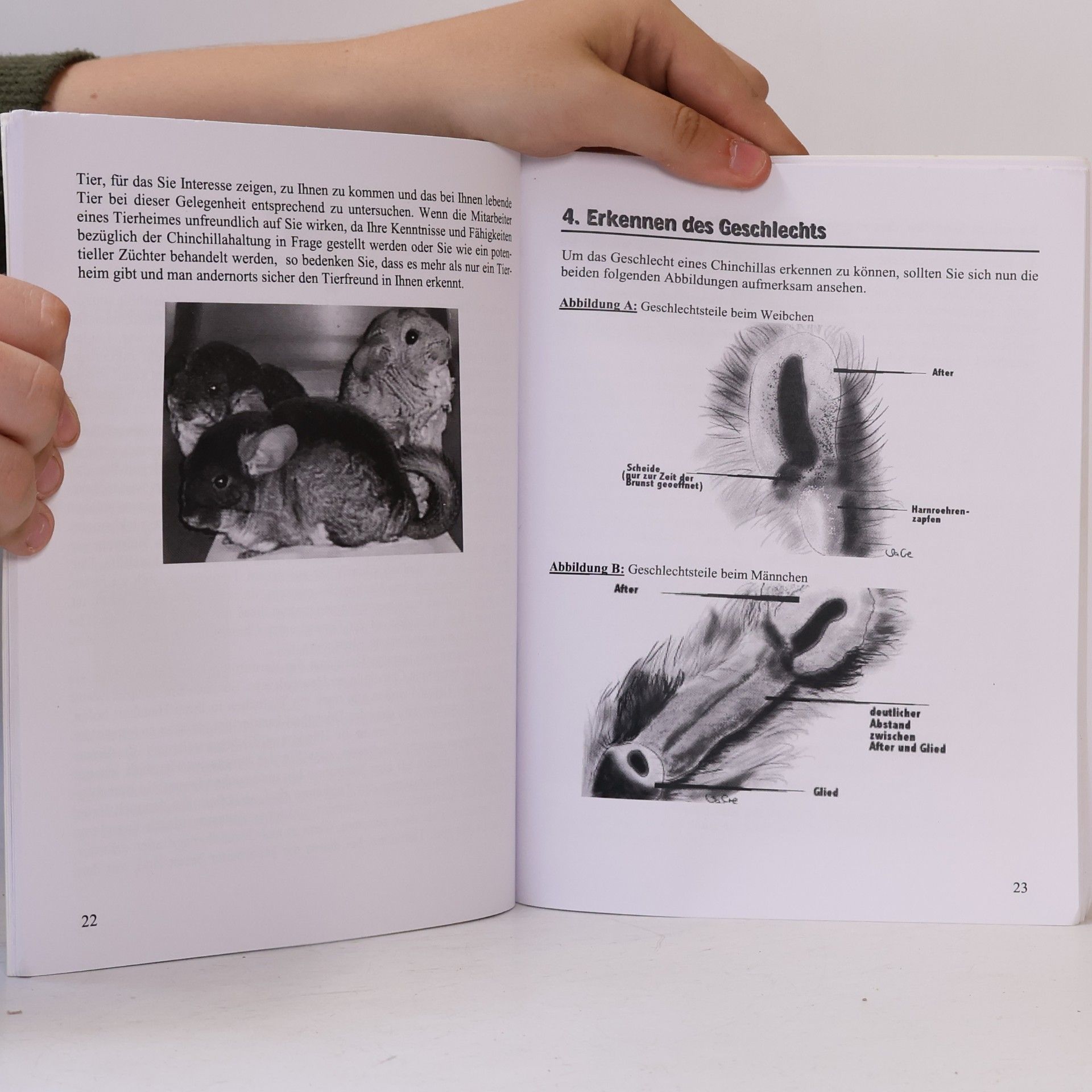 Sabine Cremer Das Chinchilla-Handbuch