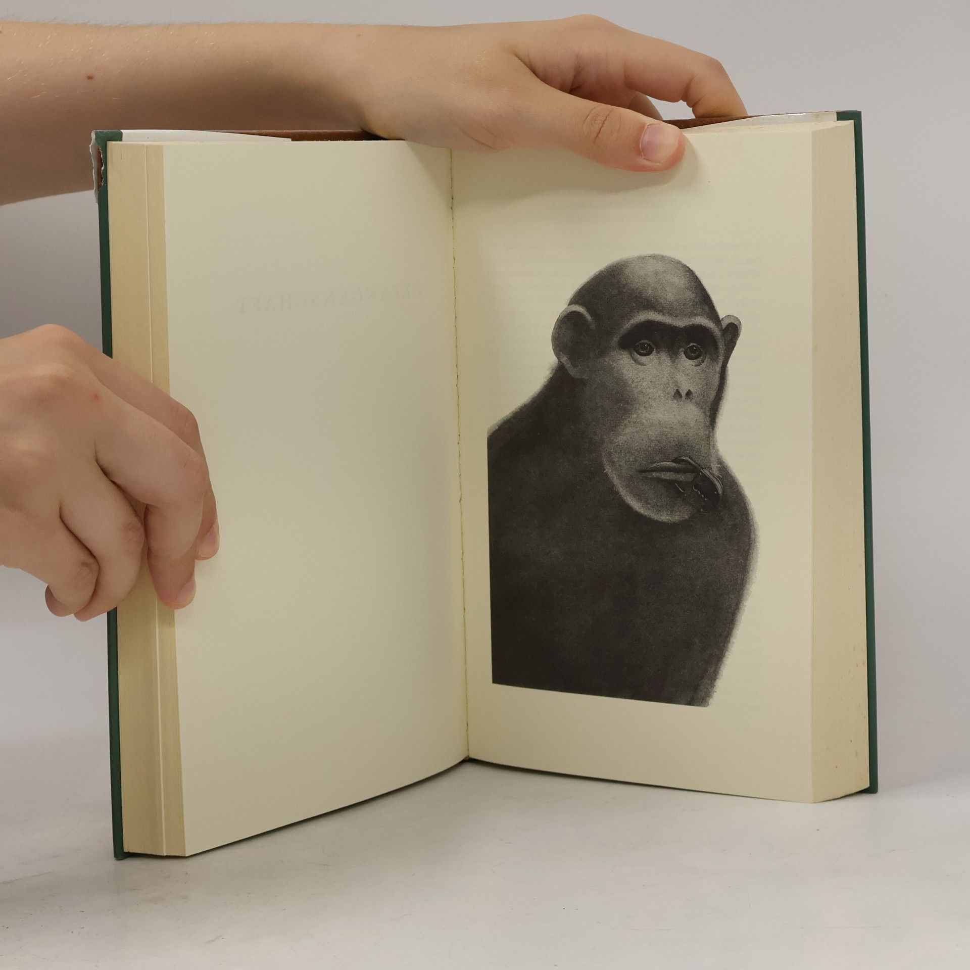 Thomas Schaefer Das Affen-Buch