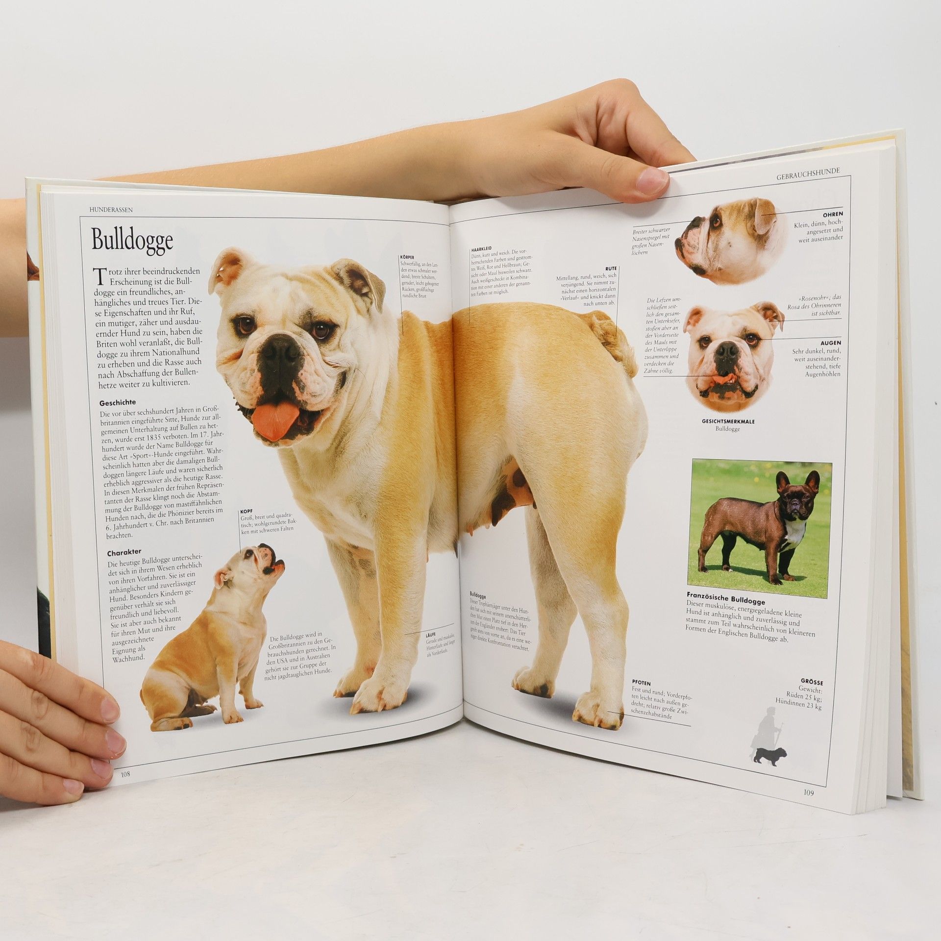 David Conrad Taylor Mein grosses Hunde-Buch