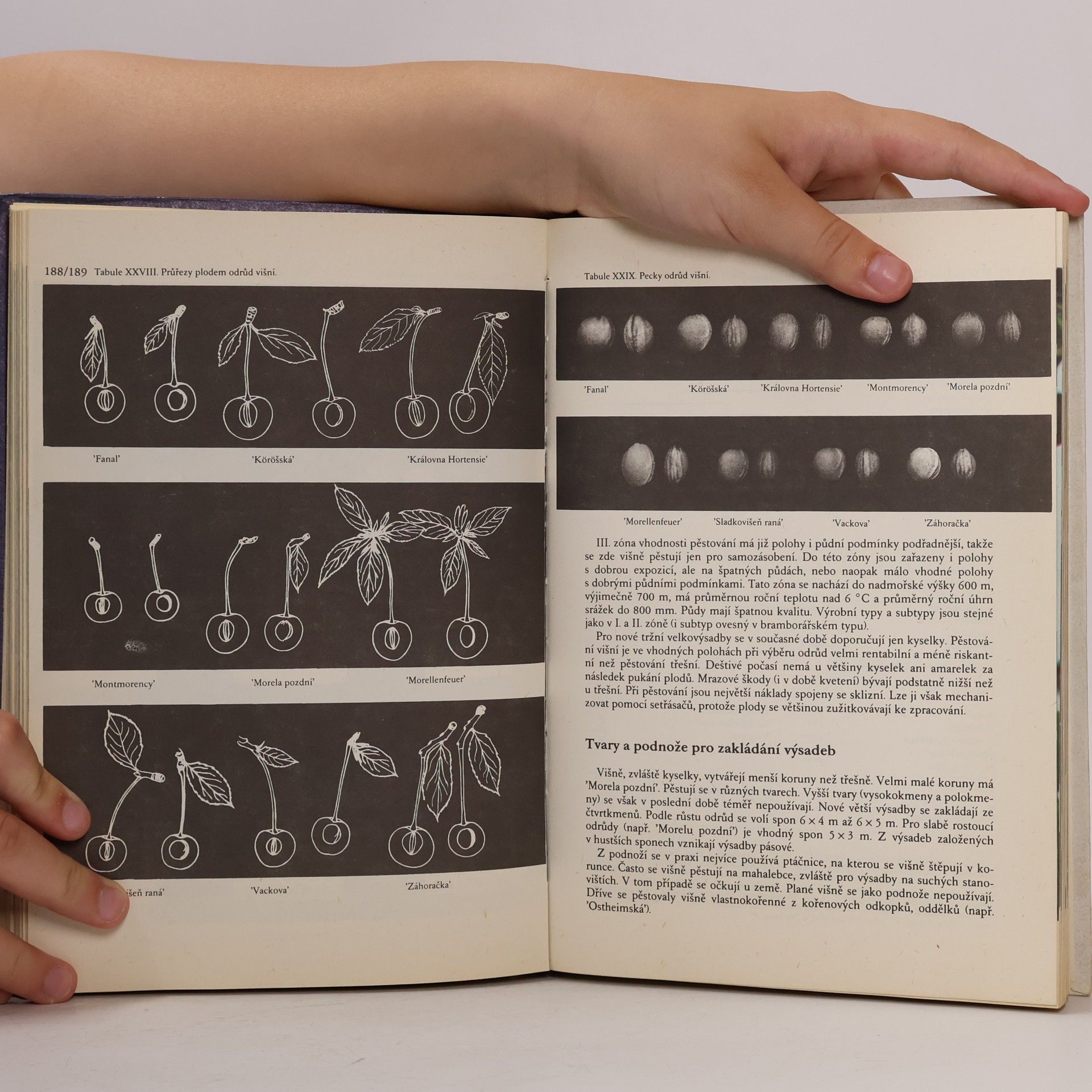 Antonín Dvořák Atlas odrůd ovoce