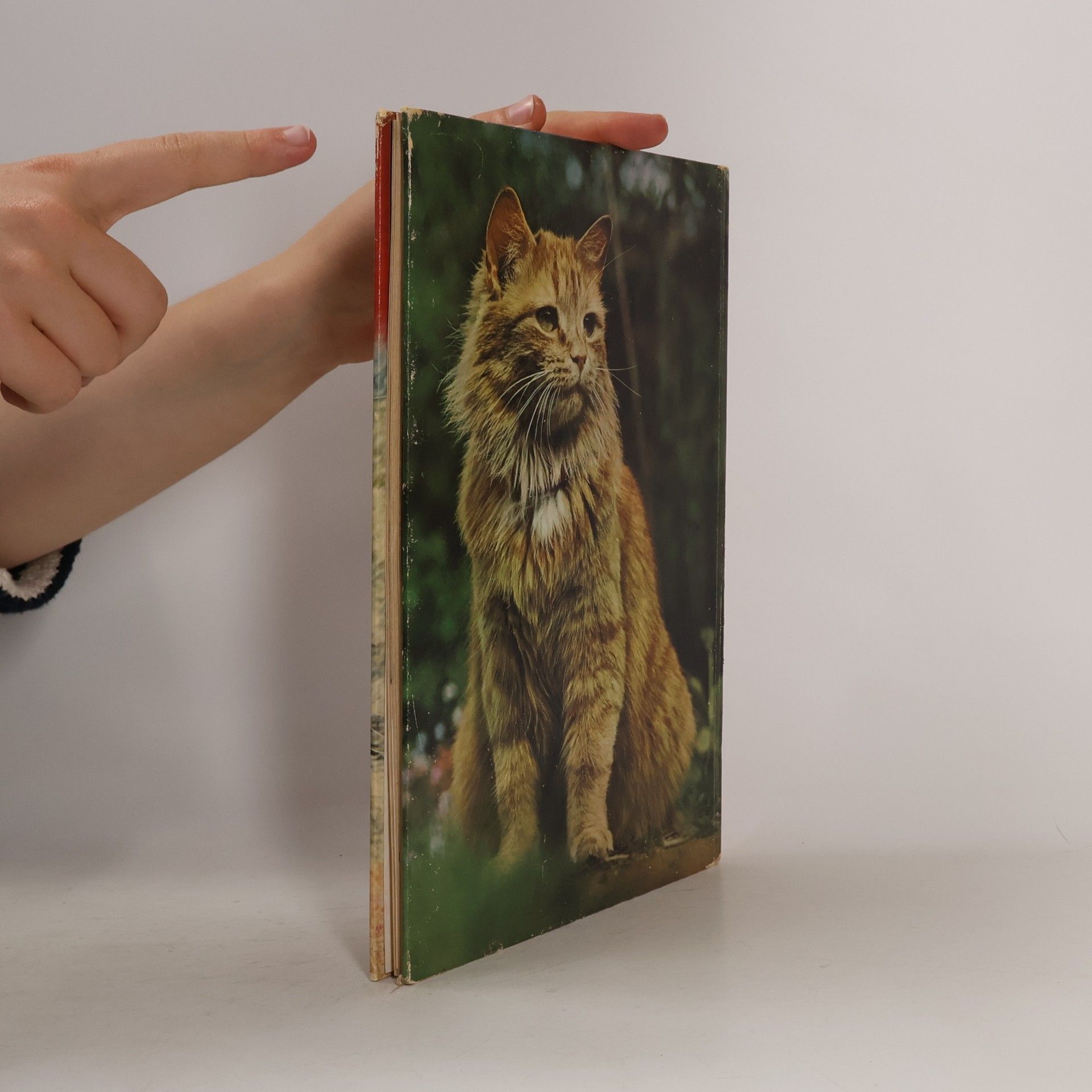 Angela Sayer Das große farbige Katzenbuch