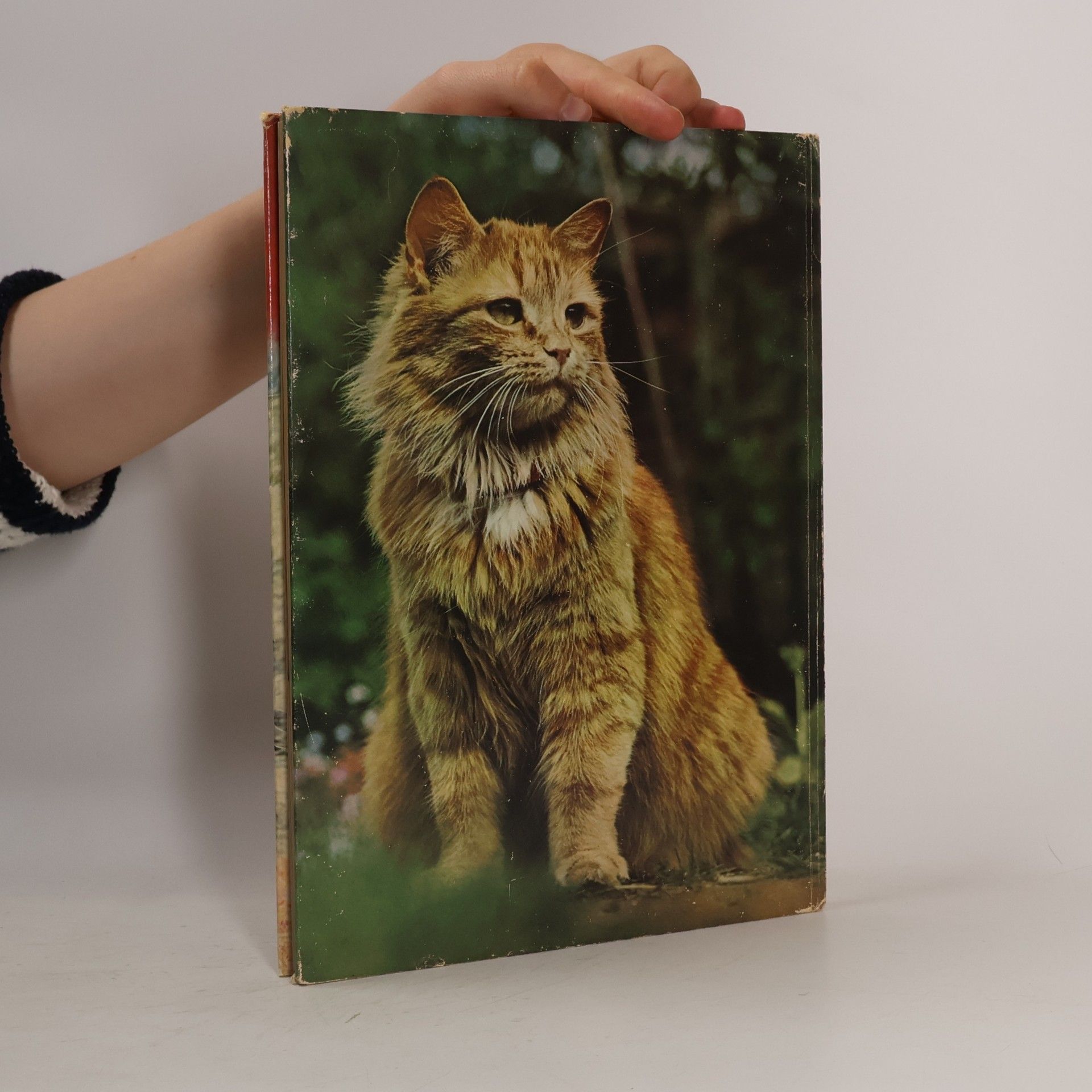 Angela Sayer Das große farbige Katzenbuch