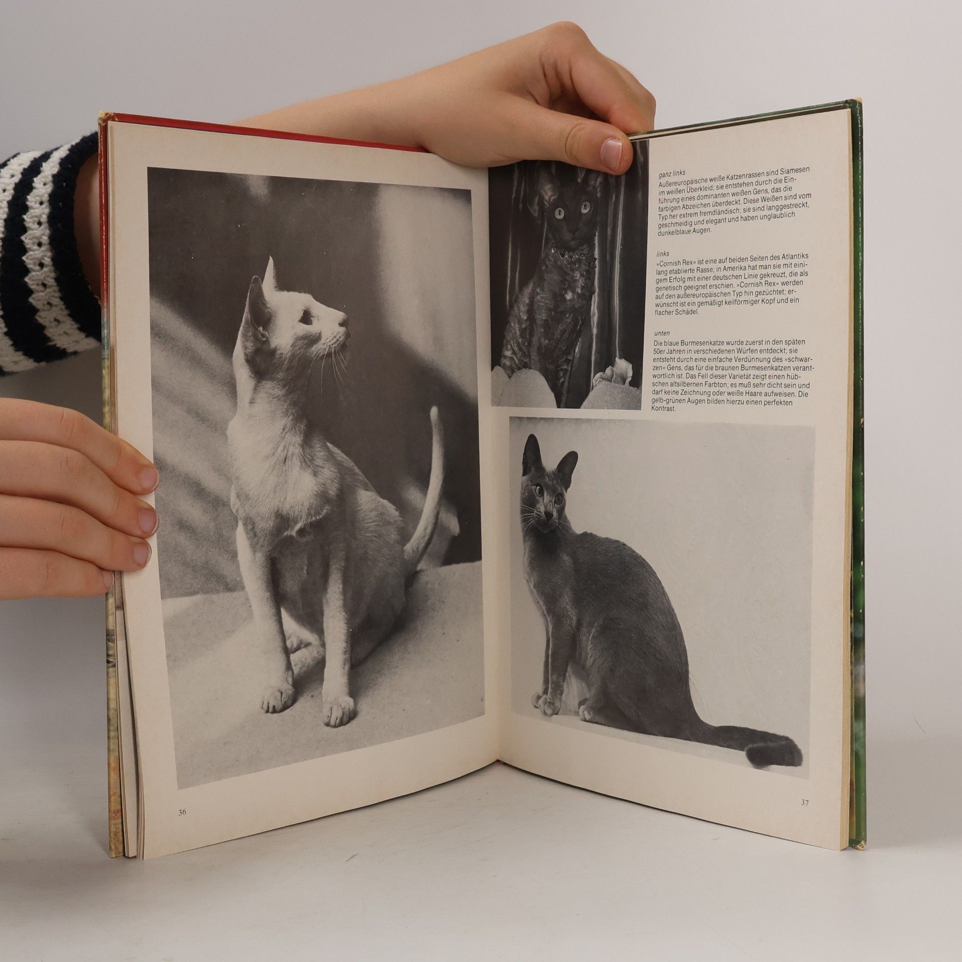 Angela Sayer Das große farbige Katzenbuch