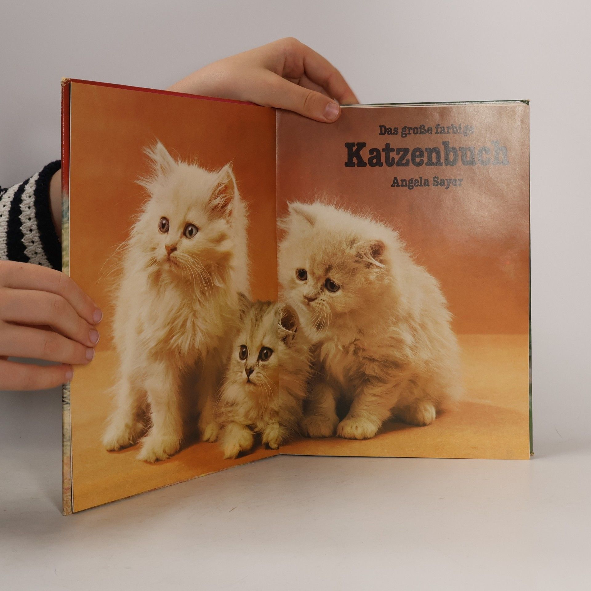 Angela Sayer Das große farbige Katzenbuch