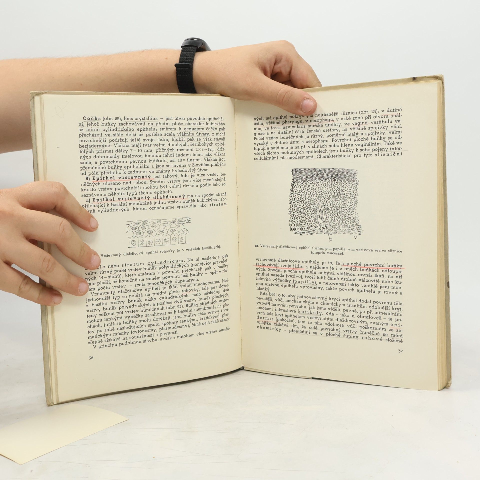 Zdeněk Frankenberger Stručná učebnice histologie