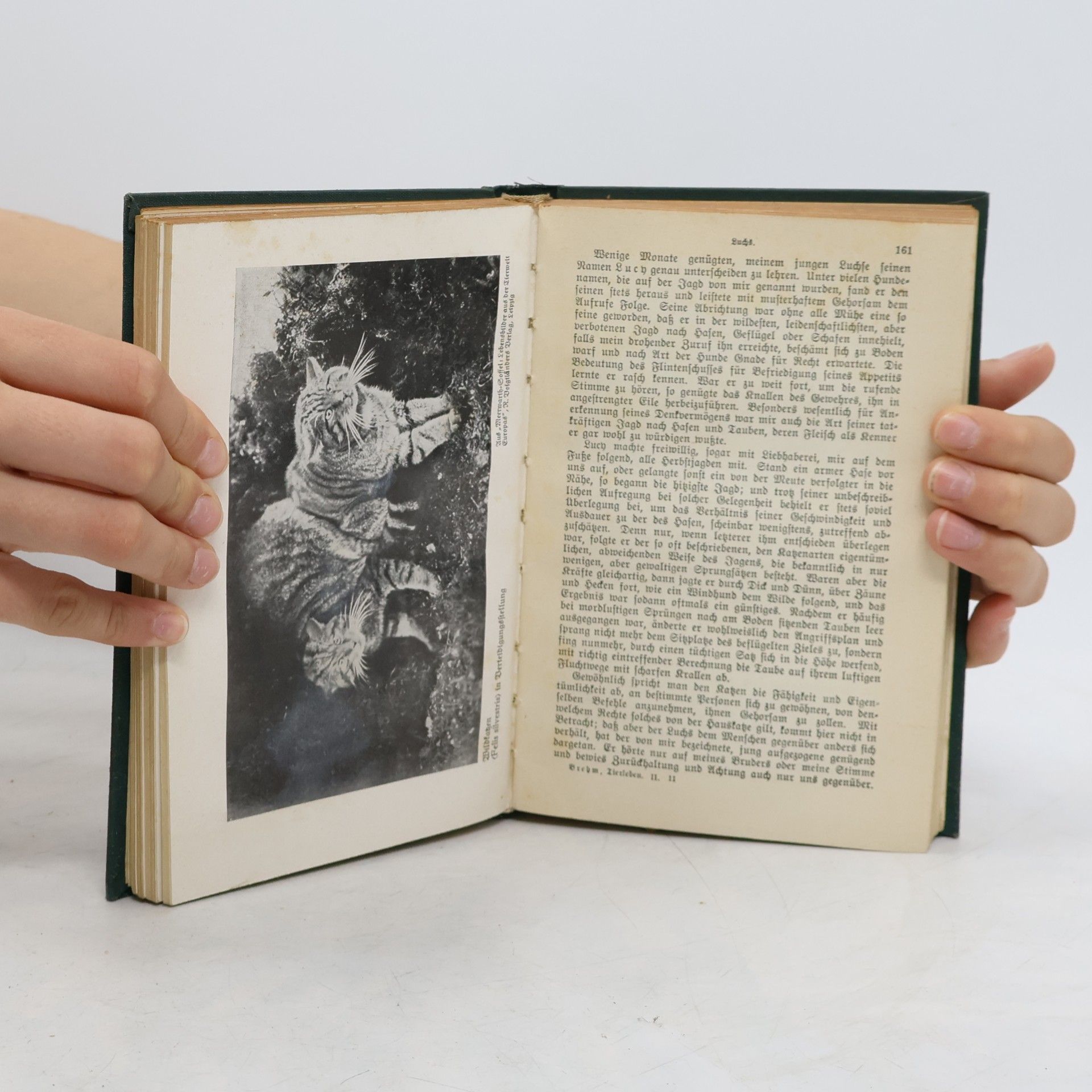 Adolf Meyer Brehms Tierleben 3
