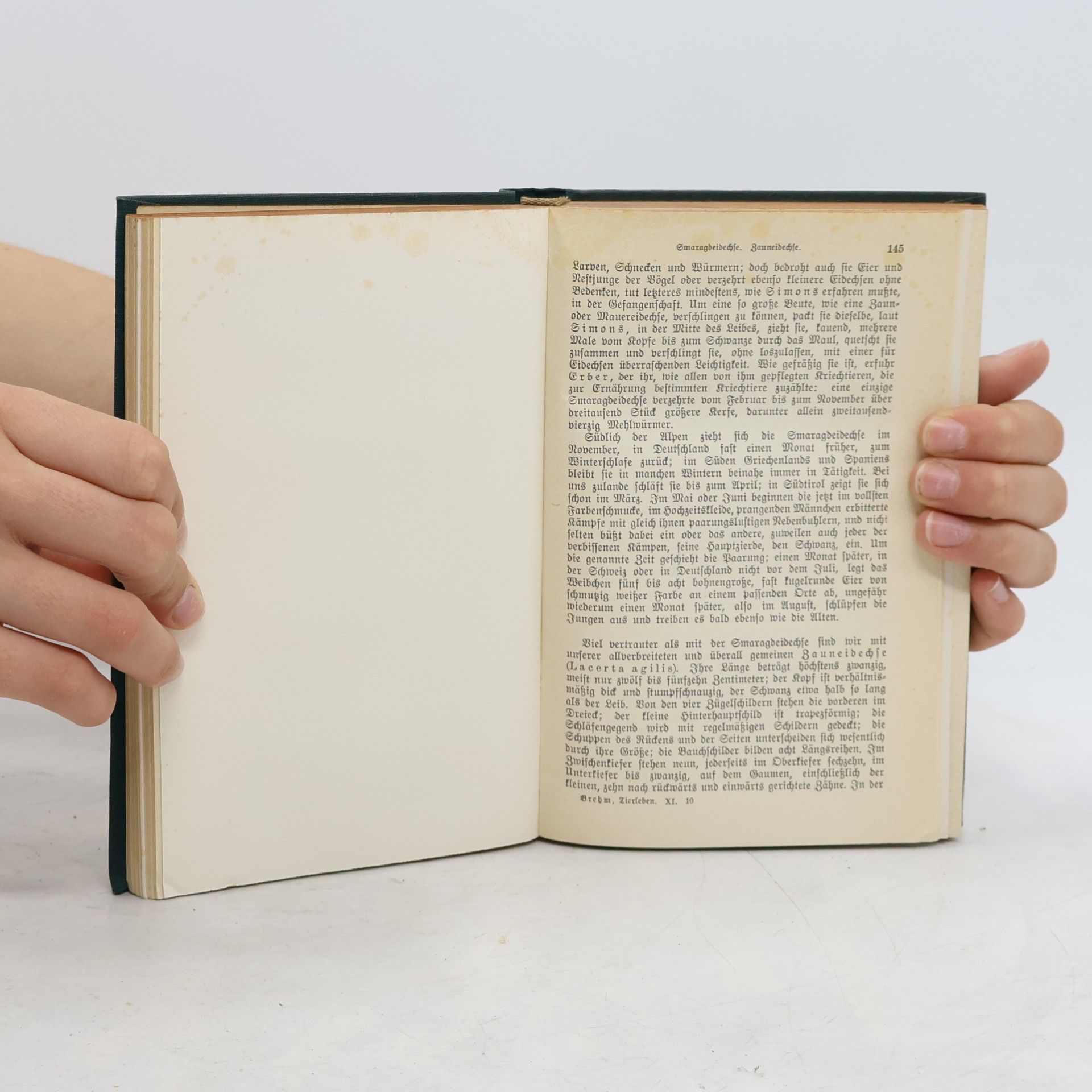 E. L. Taschenberg Brehms Tierleben. Kriechtiere. Reptilien 1: Schildkröten, Panzrechſen, Schuppeneßſen