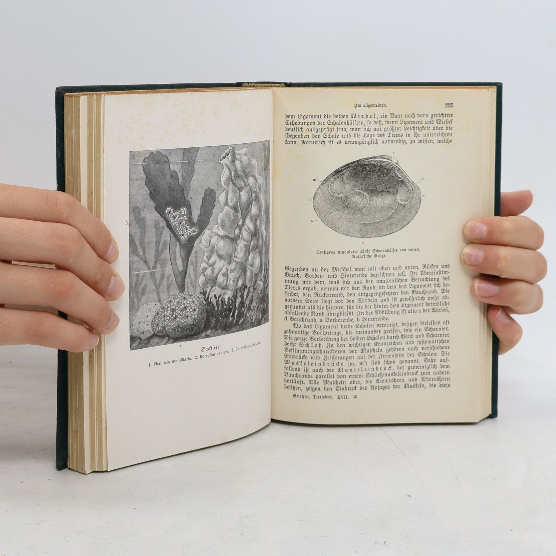 Adolf Meyer Brehms Tierleben