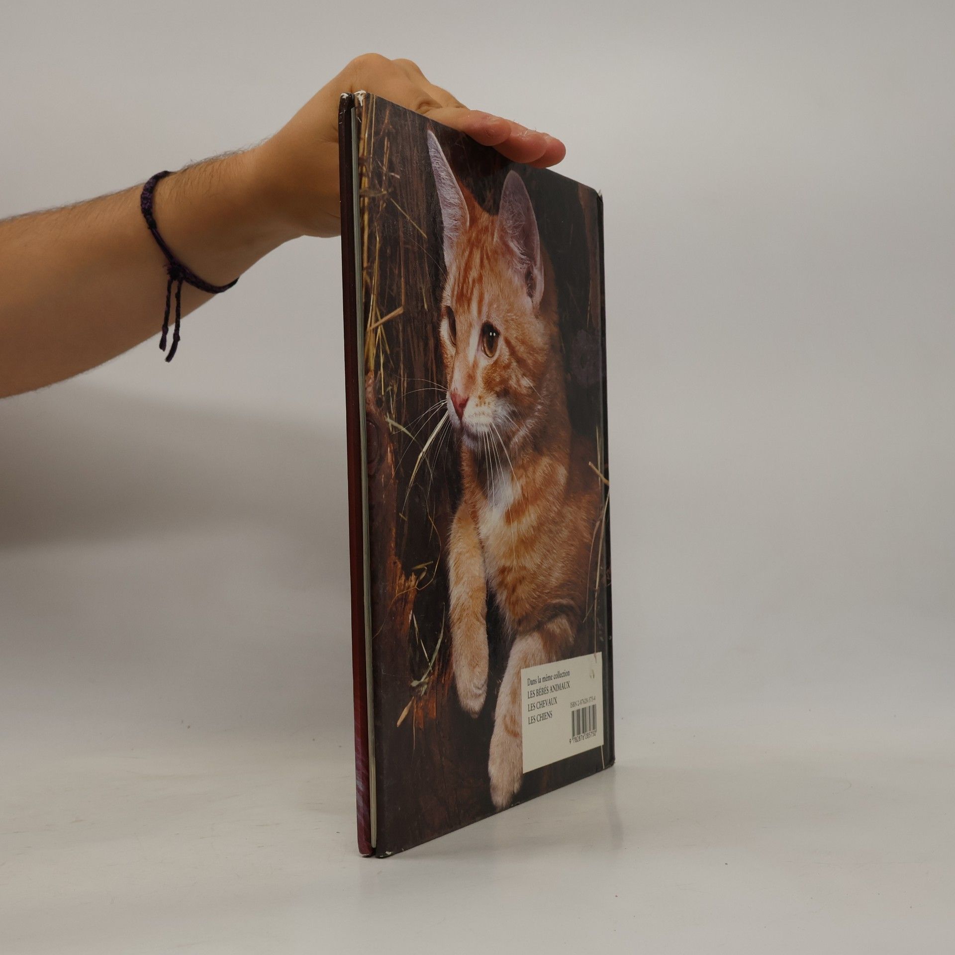 Angela Rixon Les Chats
