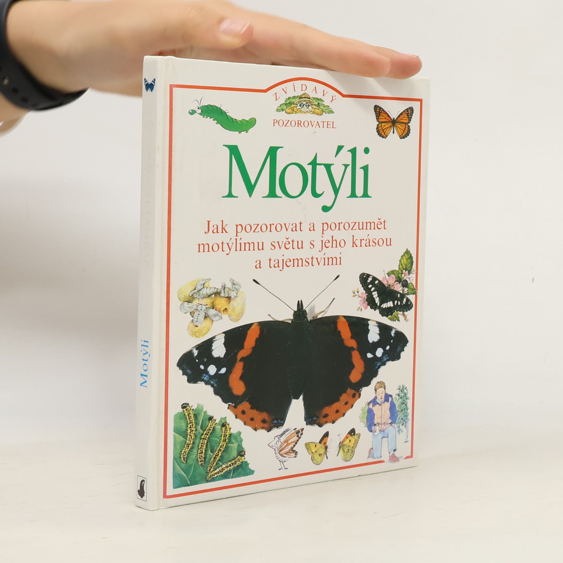 Motýli