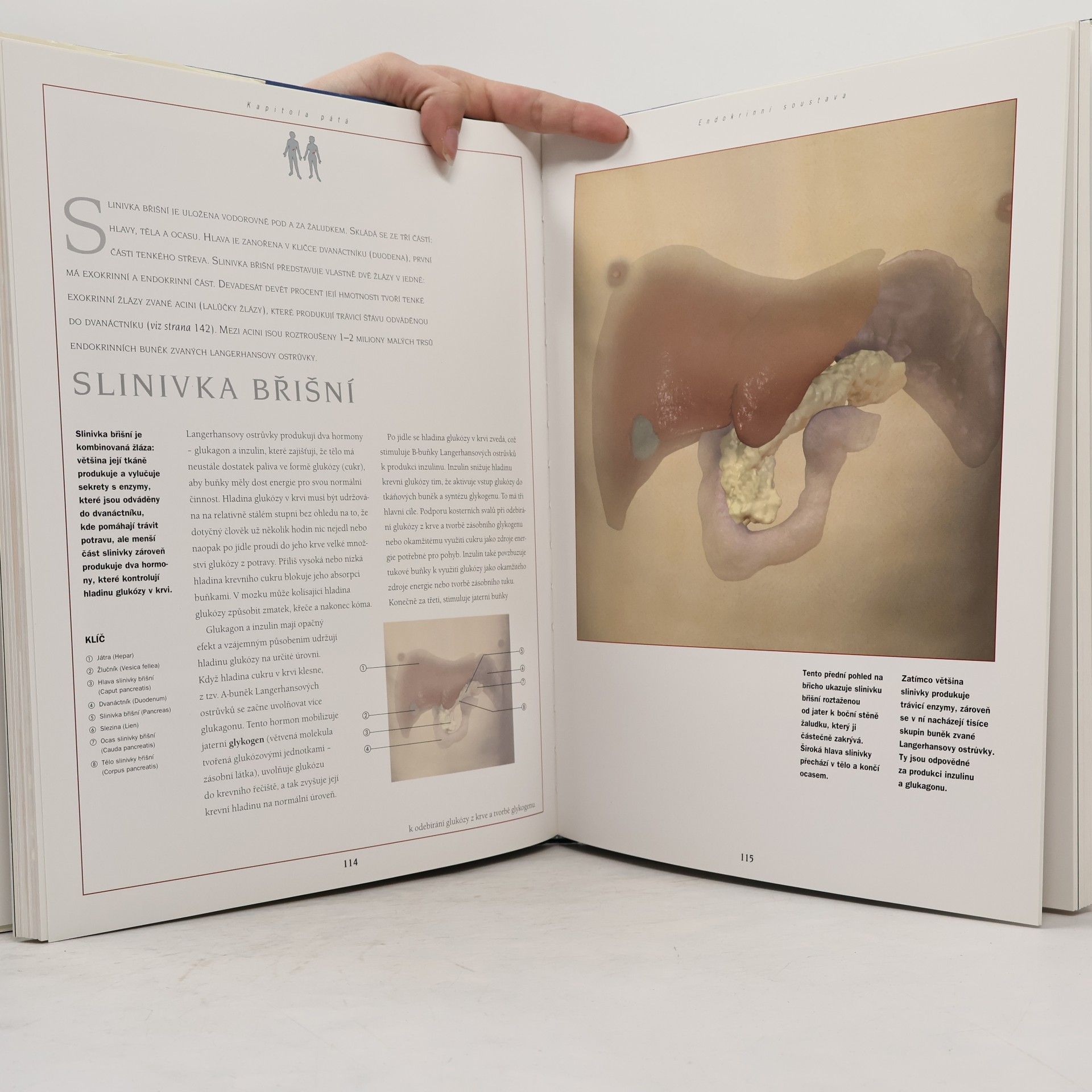 Kolektiv autorů Nový atlas anatomie člověka