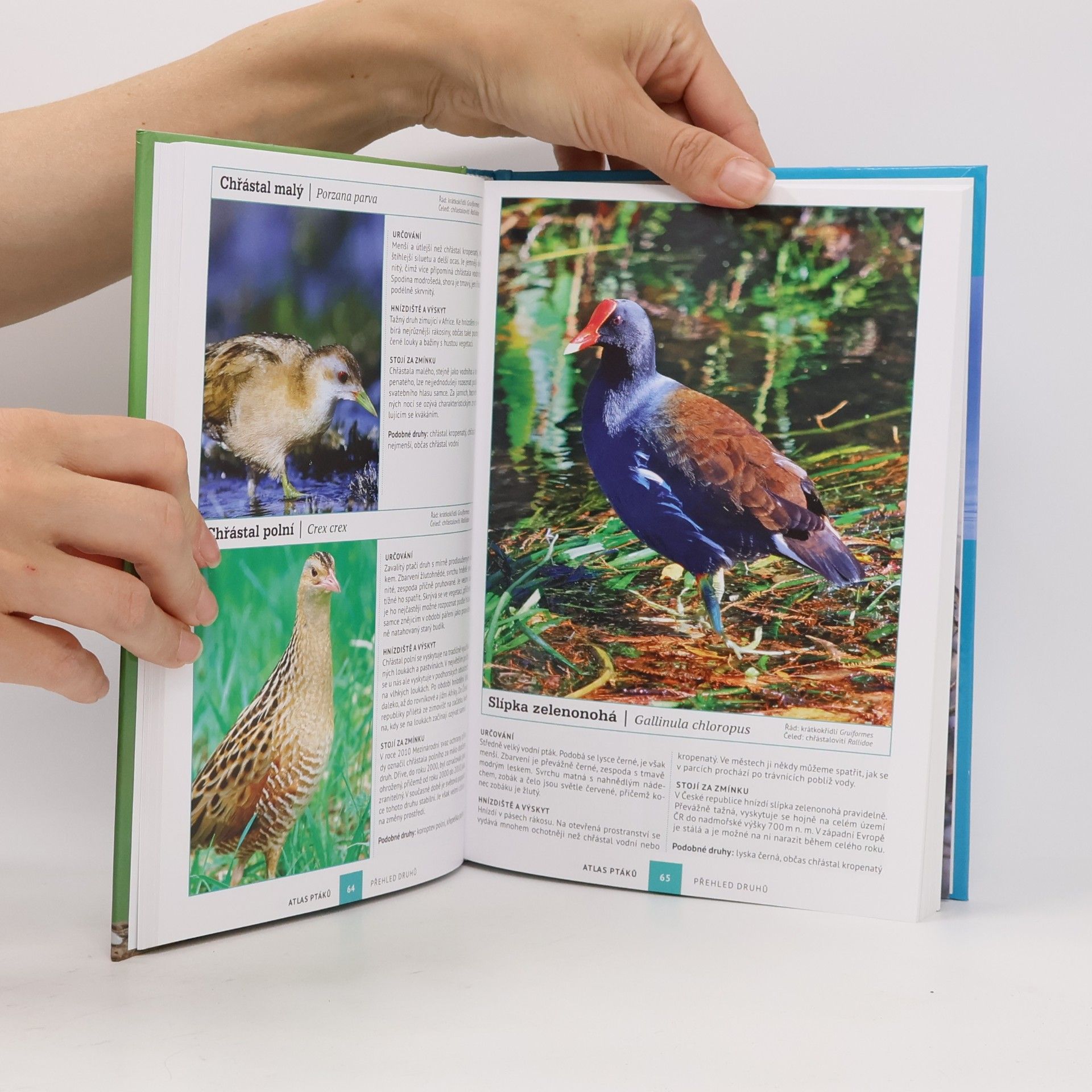 Dominik Marchowski Atlas ptáků : 250 evropských druhů
