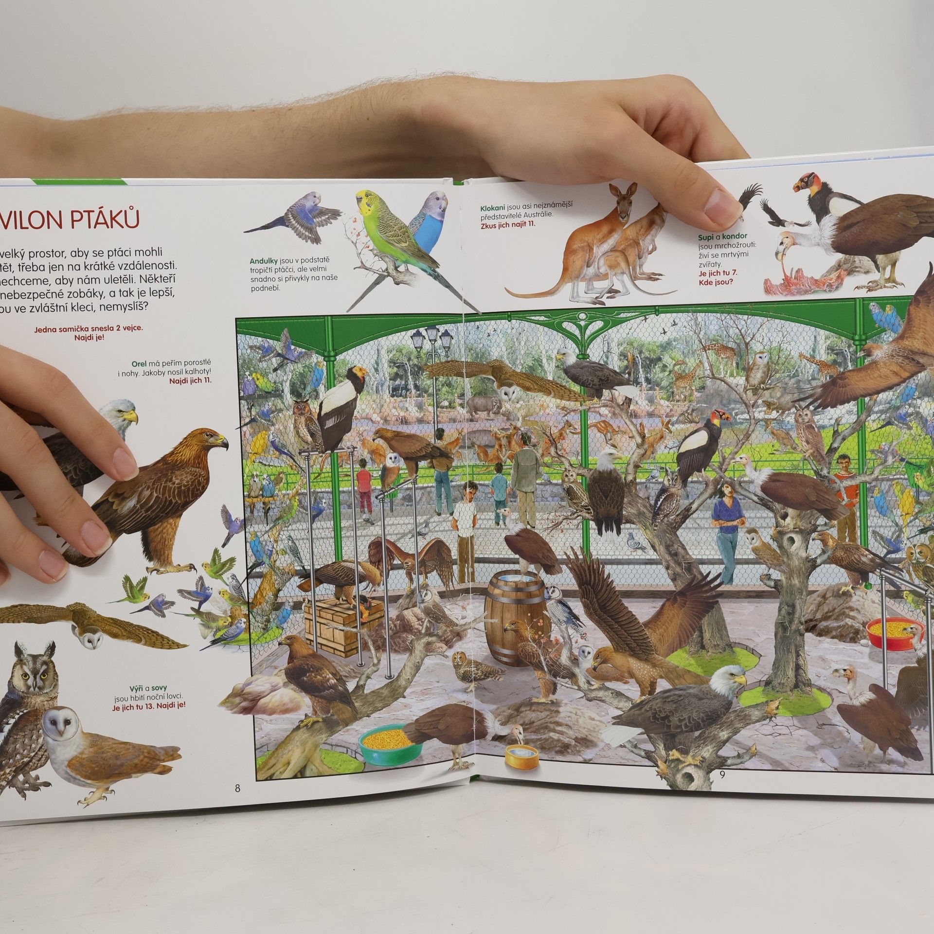 Autorenkollektiv Zvířátka v ZOO - Hledej a Objevuj