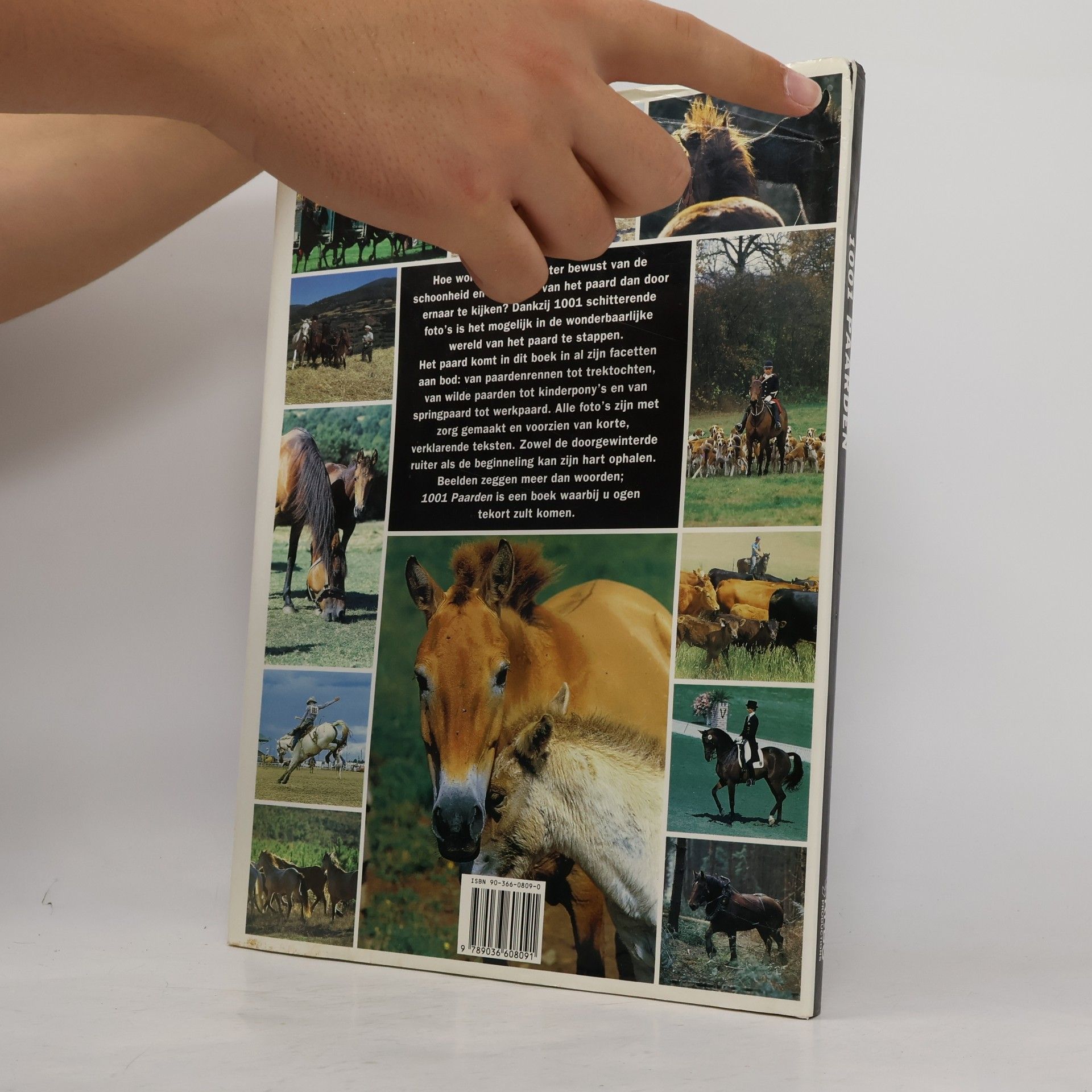 Bertrand Leclair 1001 paarden