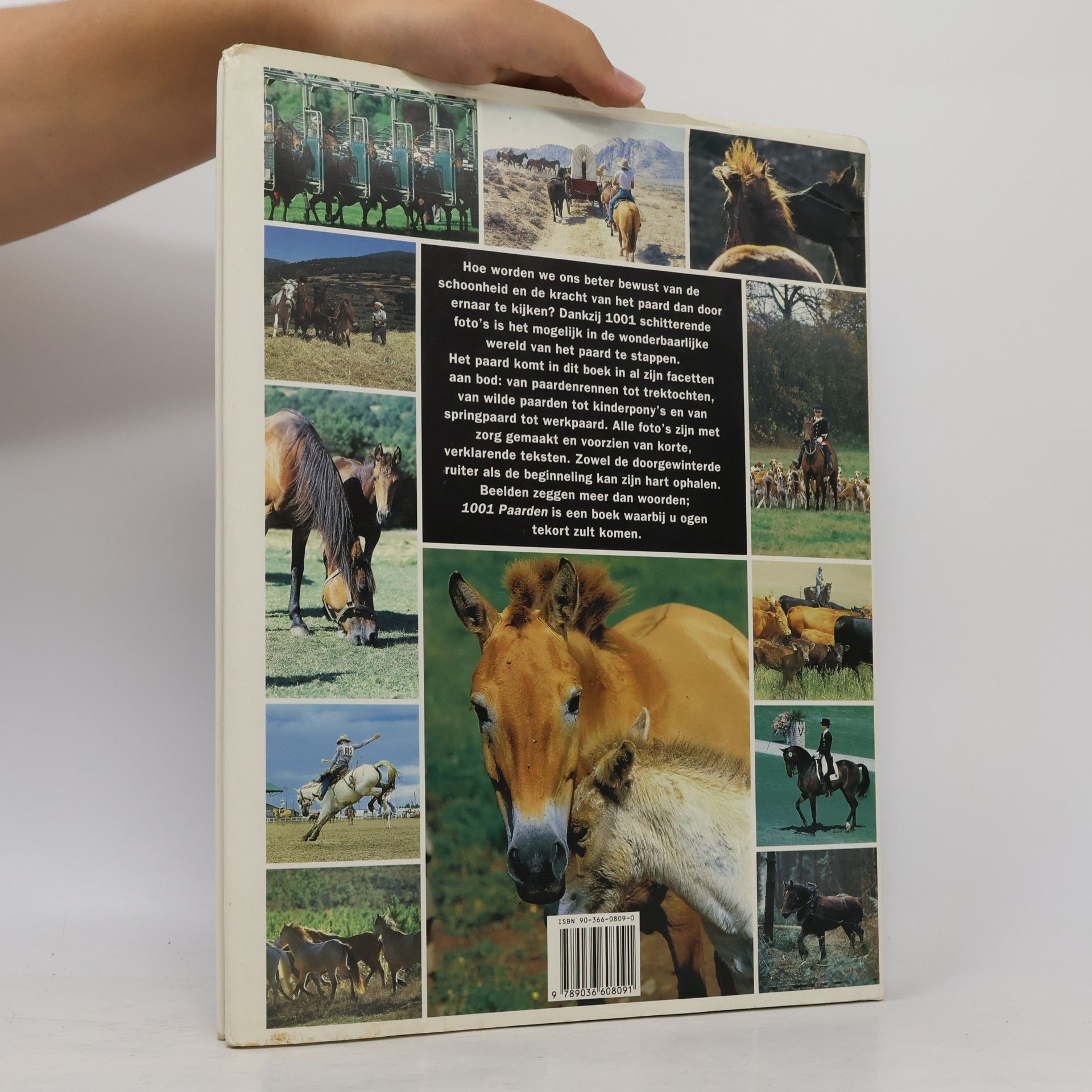 Bertrand Leclair 1001 paarden