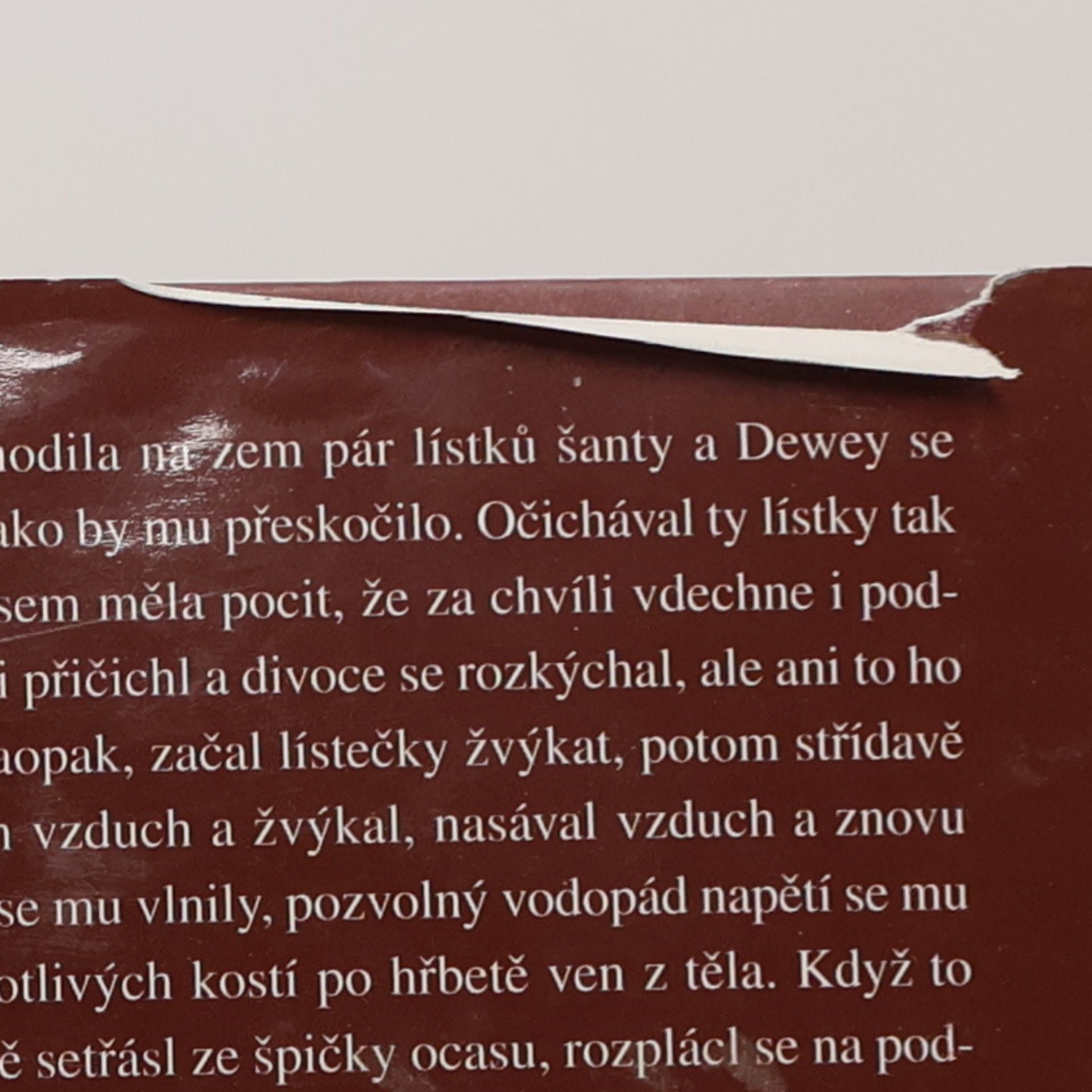 Vicki Myron Dewey. Kocour z knihovny, který okouzlil celý svět