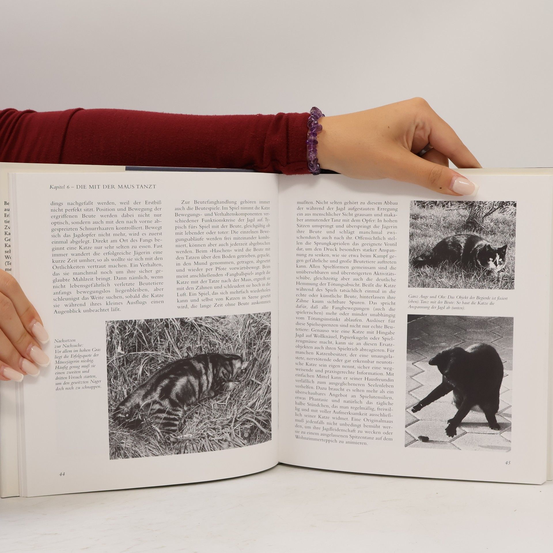 Wolfgang Armbrust Die Geheimnisse des Katzenlebens