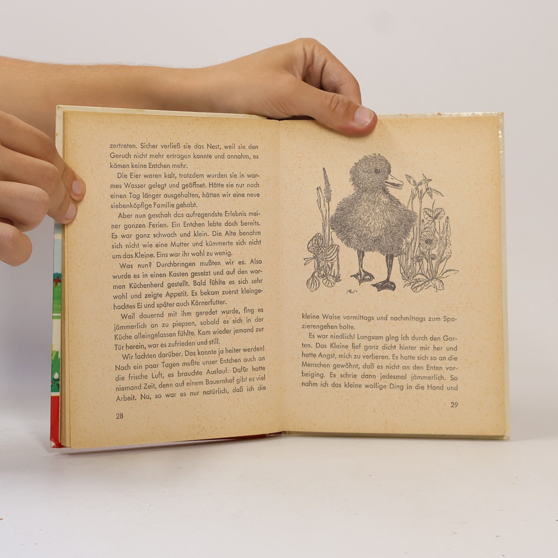 Autorenkollektiv Goldige Tierkinder