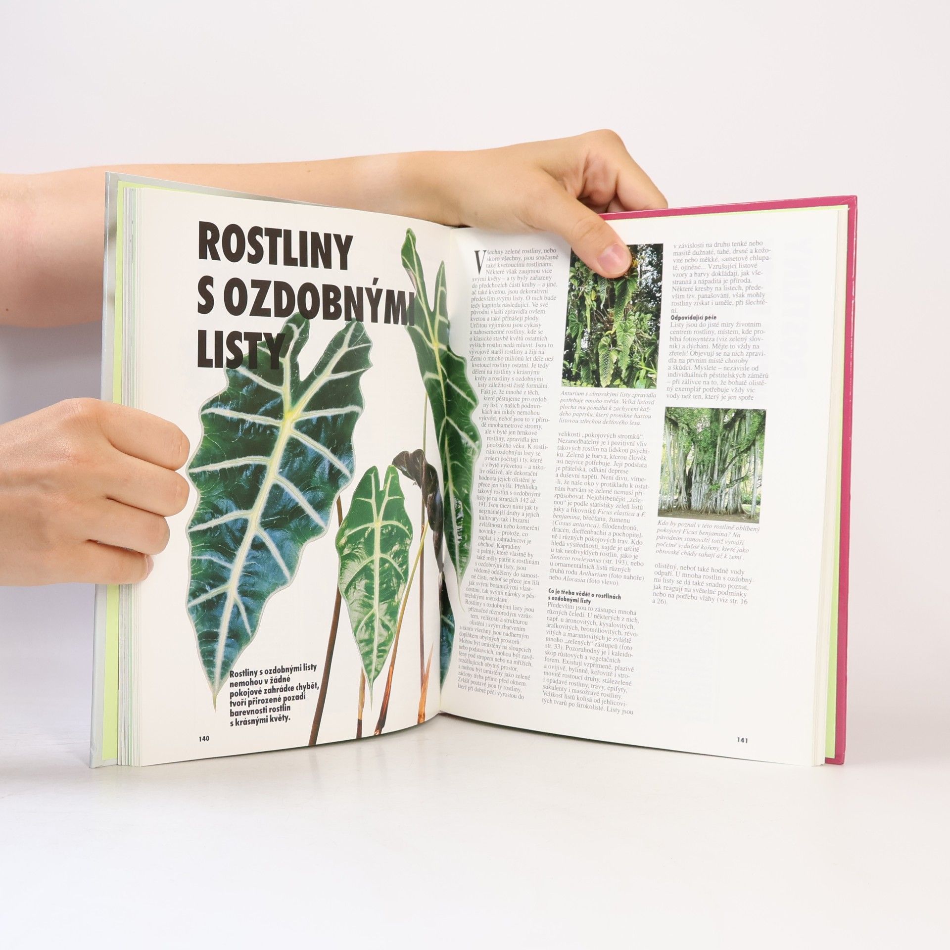 Halina Heitz Pokojové rostliny