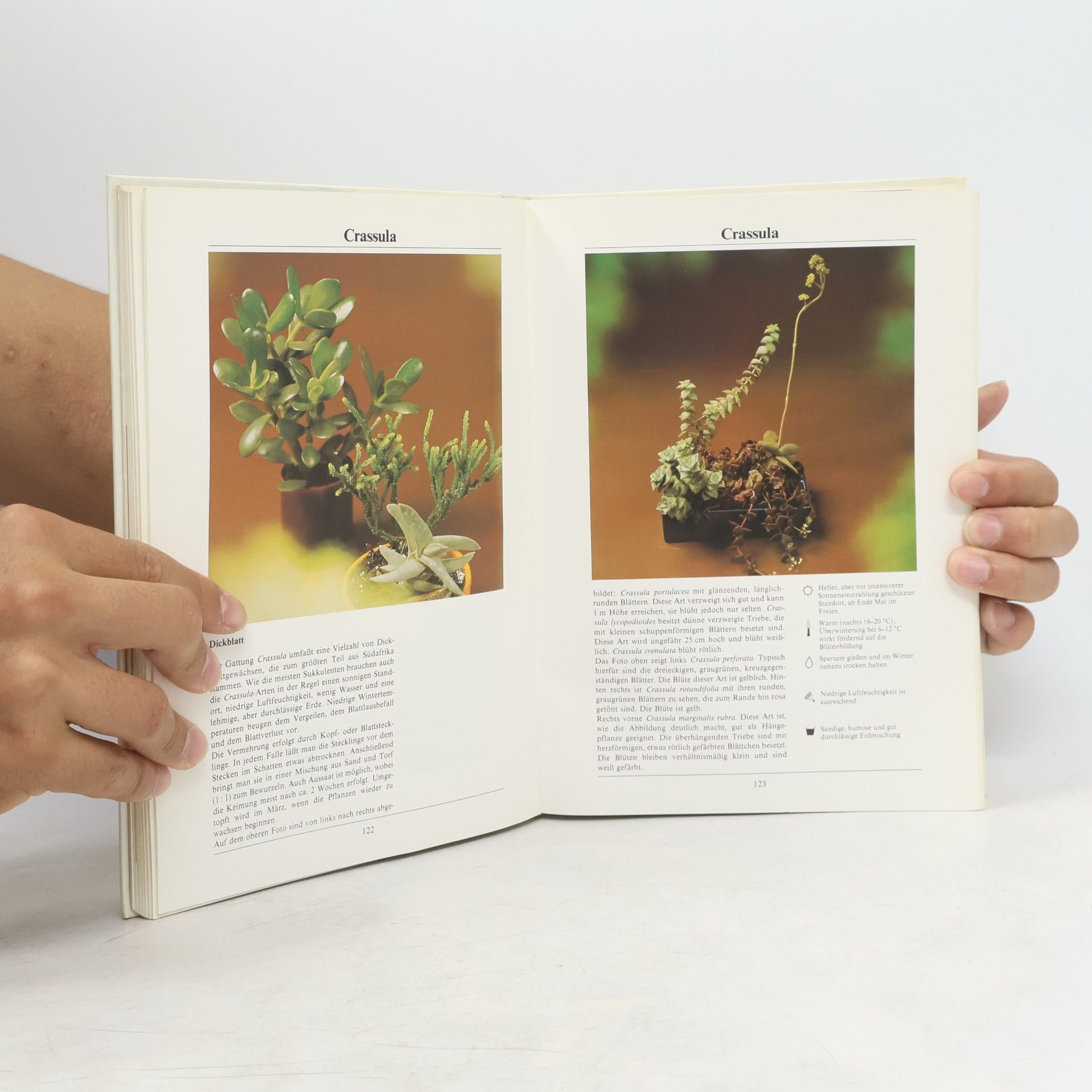 Rob Hewig Das grosse Buch der Zimmerpflanzen