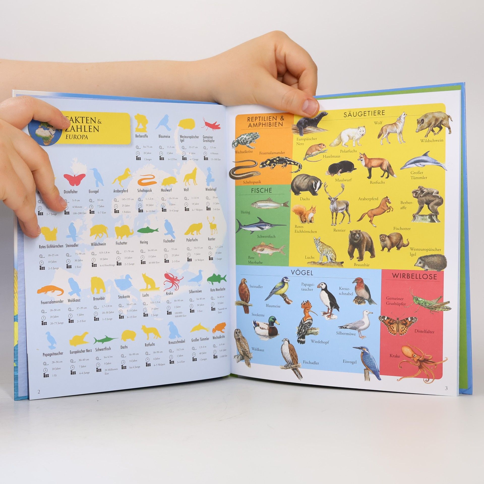 Marie Greenwooed Kinder Tieratlas