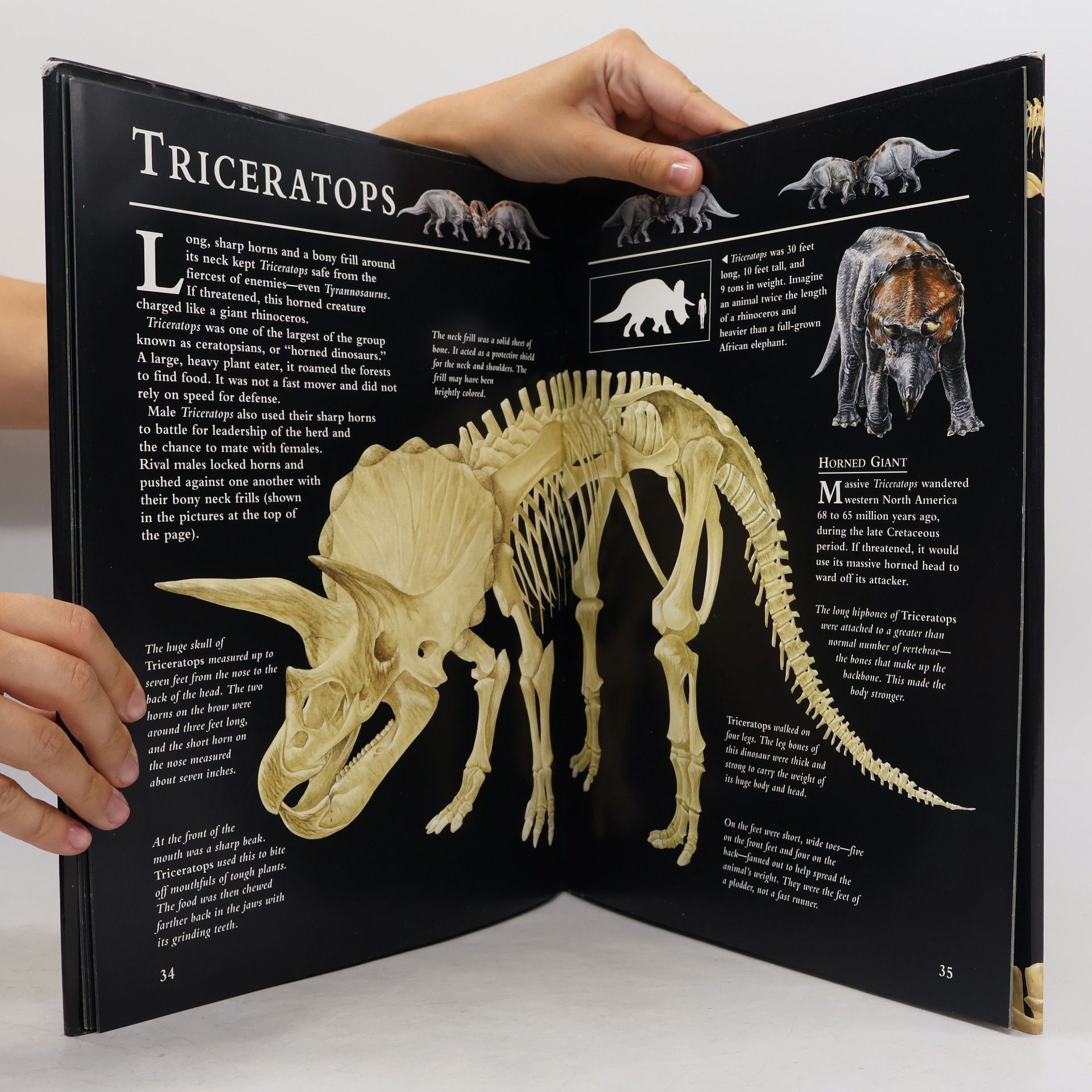 Jinny Johnson Dinosaur Skeletons and Other Prehistoric Animals