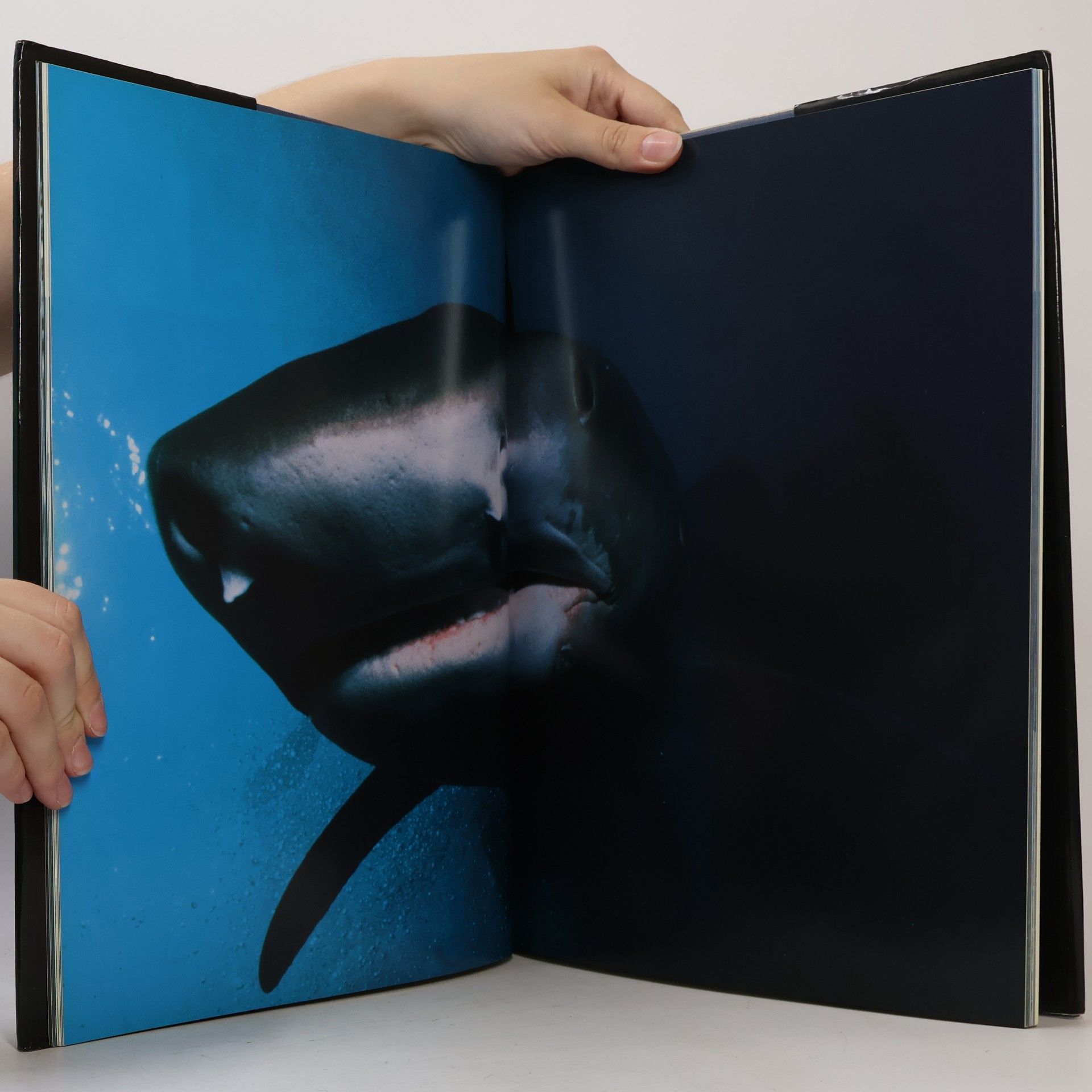 Gaetano Cafiero Sharks