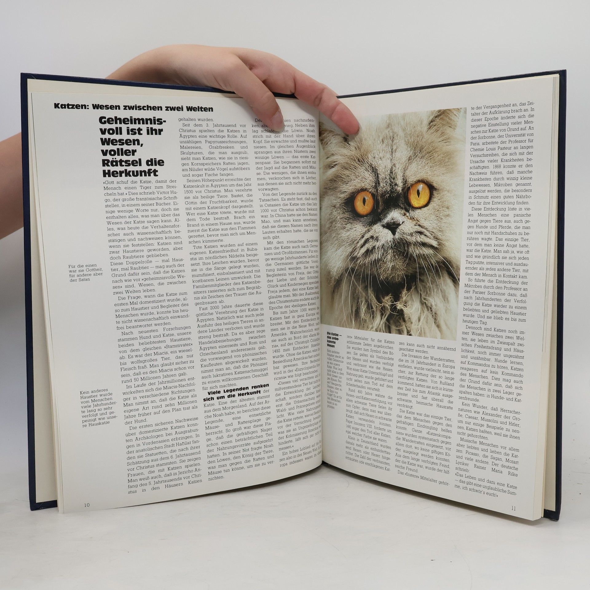 Heinz Sponsel Das grosse Katzenbuch in Farbe