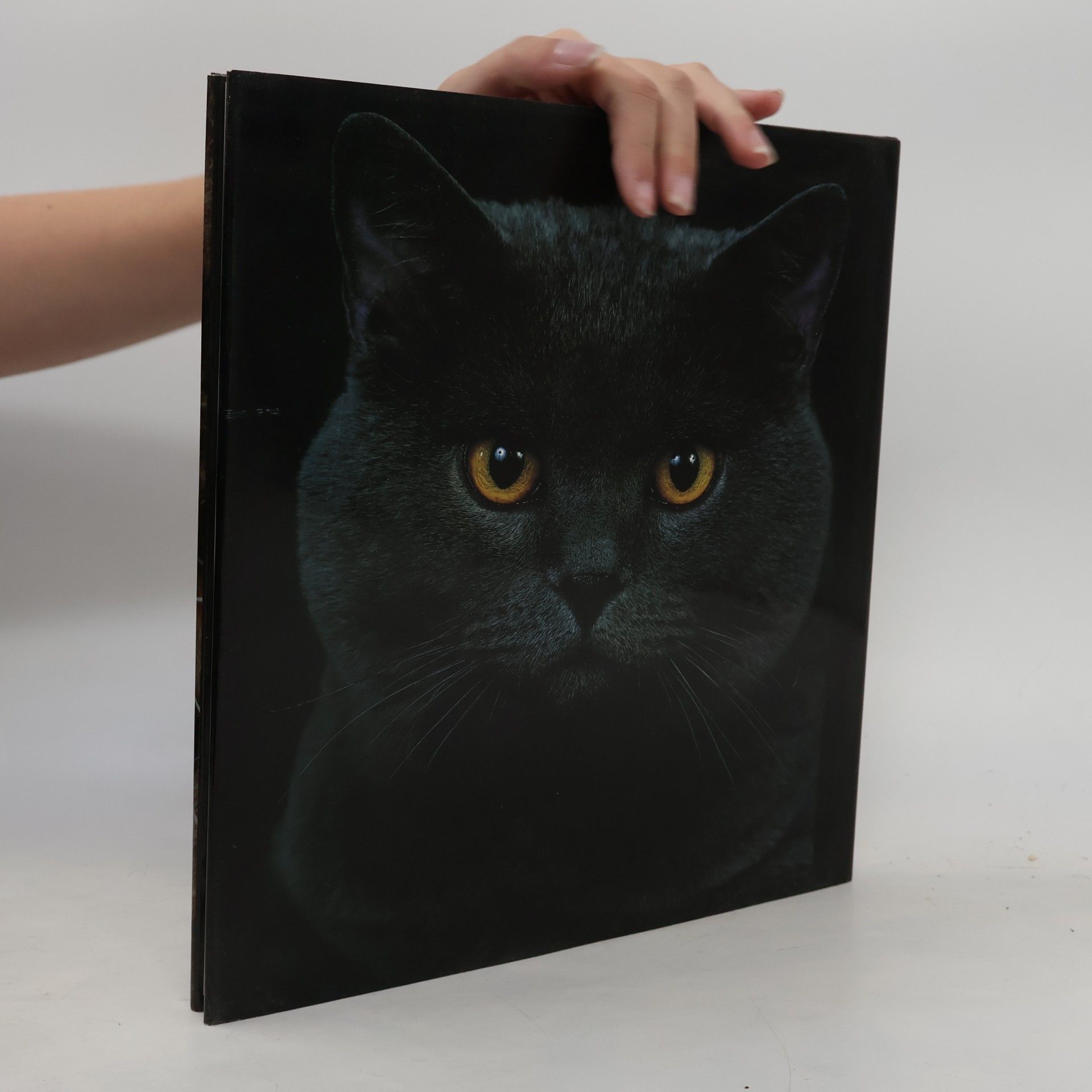 Adriano Bacchella Ich, Katze
