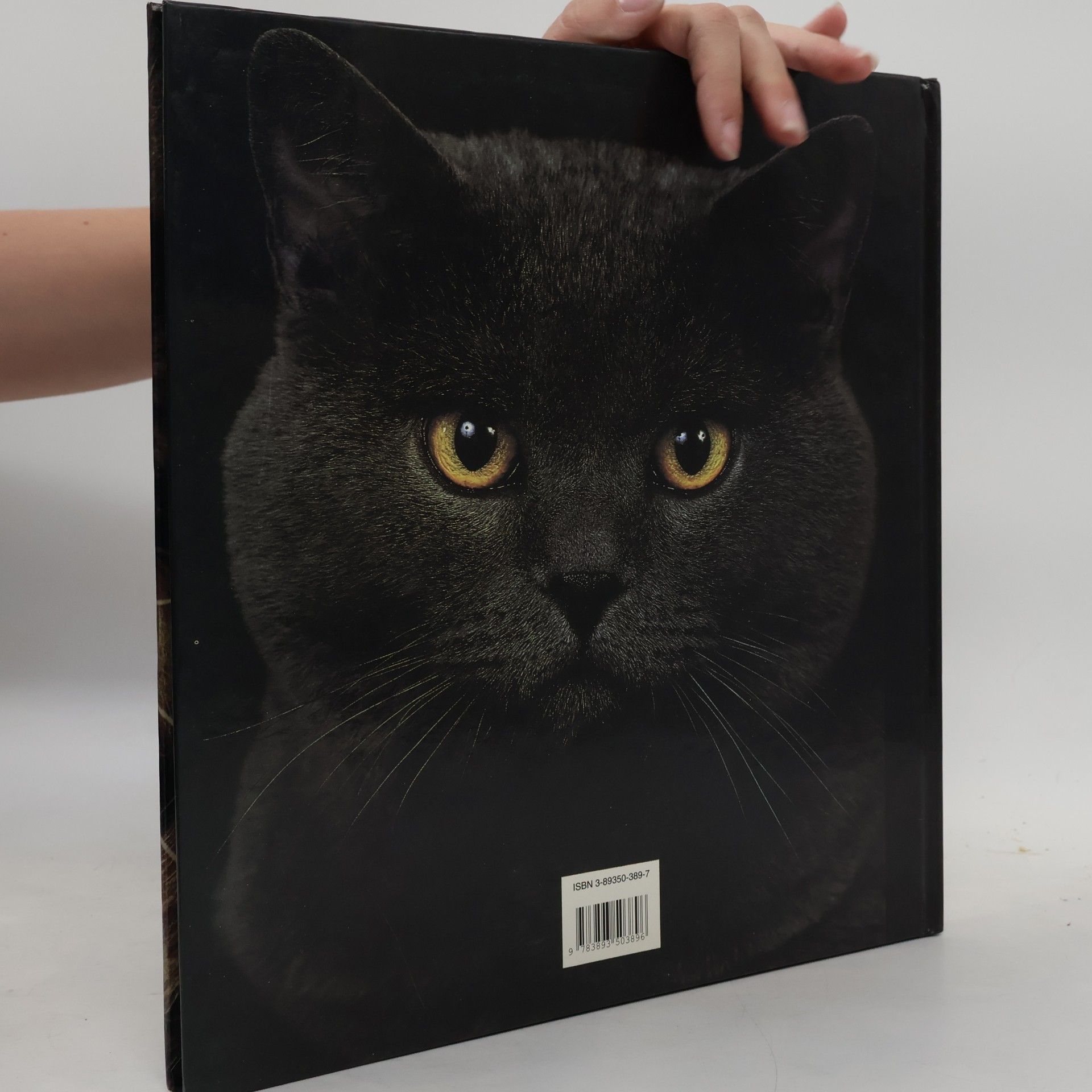 Adriano Bacchella Ich, Katze