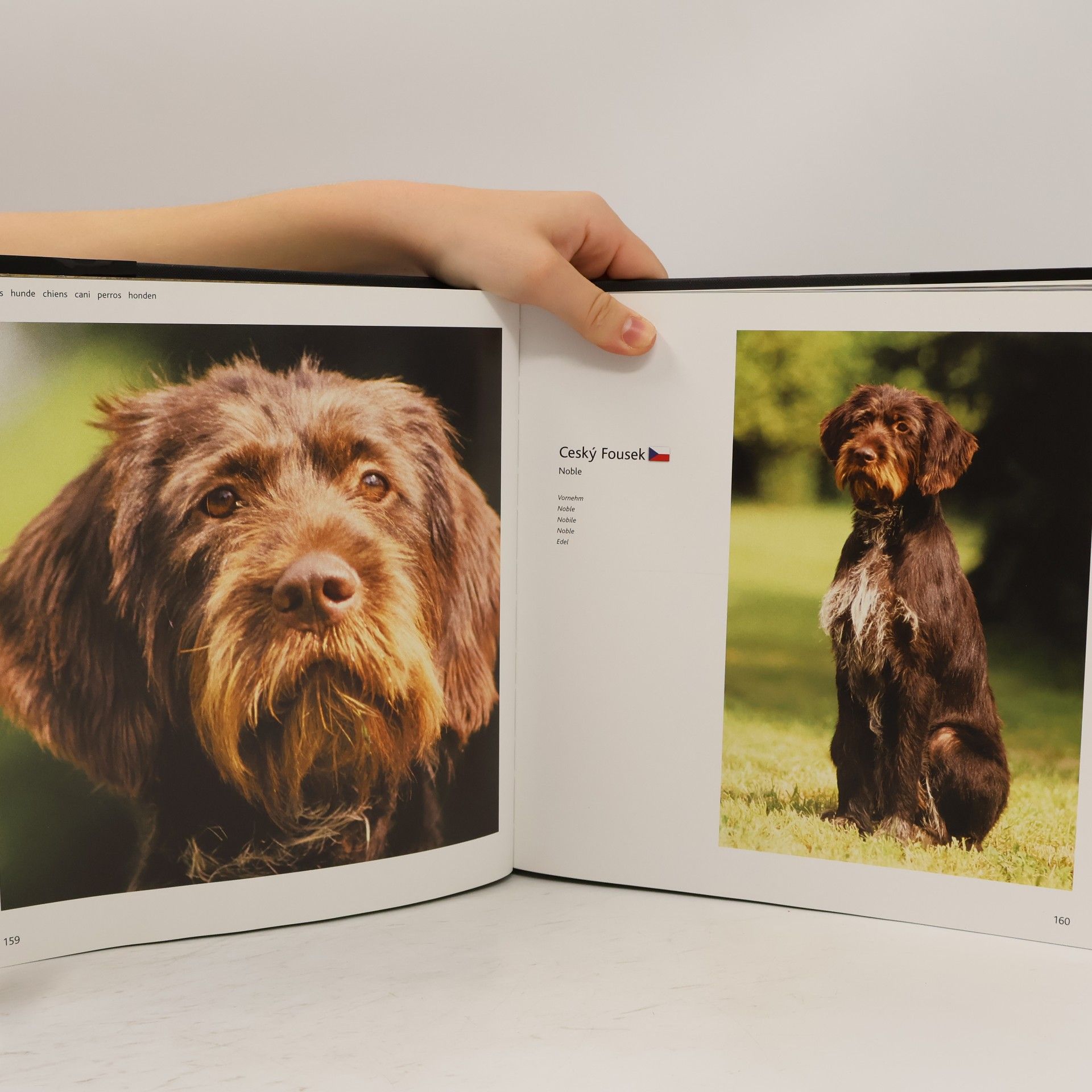kolektiv Dogs A-G: hunde chiens cani perros honde