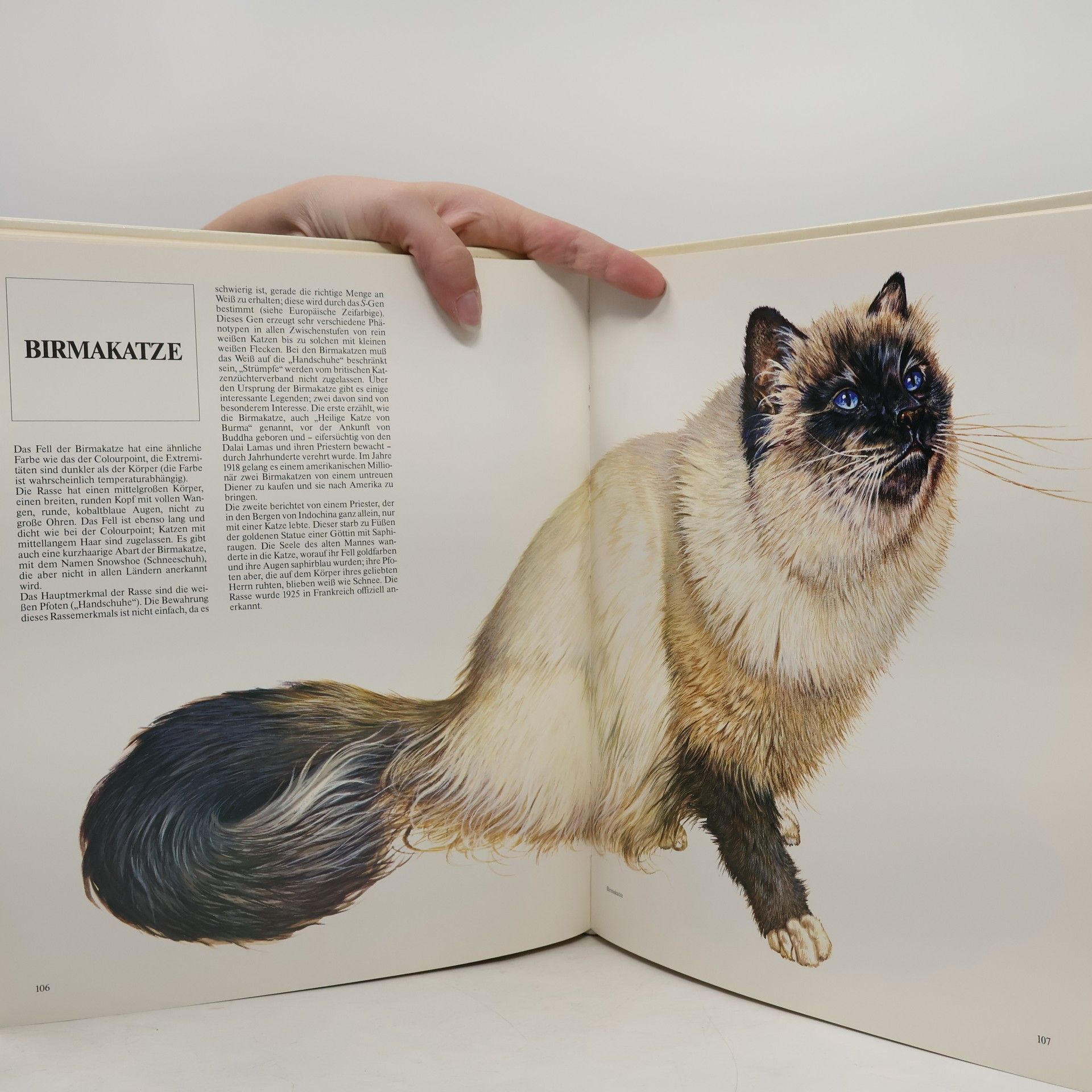 Eugenia Natoli Geliebte Katzen