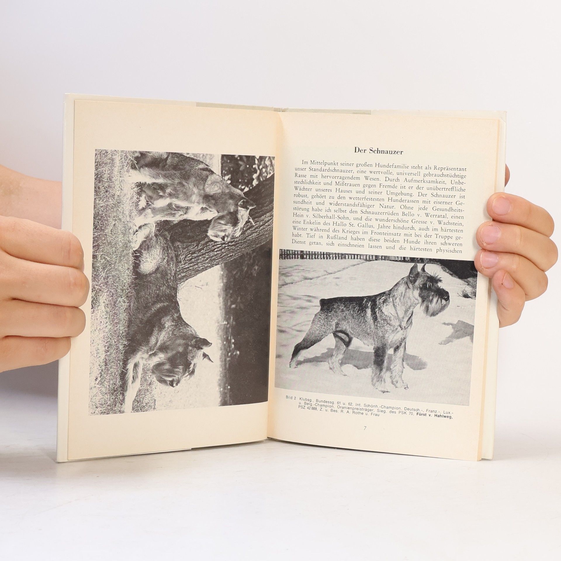 Werner Jung Schnauzer und Pinscher