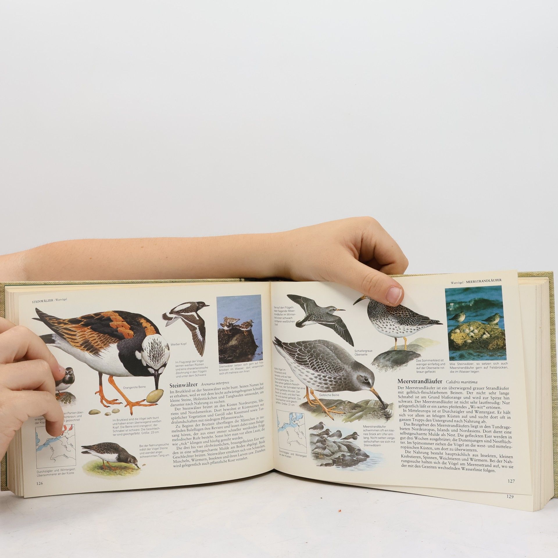 Autorenkollektiv Wegweiser durch die Natur. Vögel Mitteleuropas