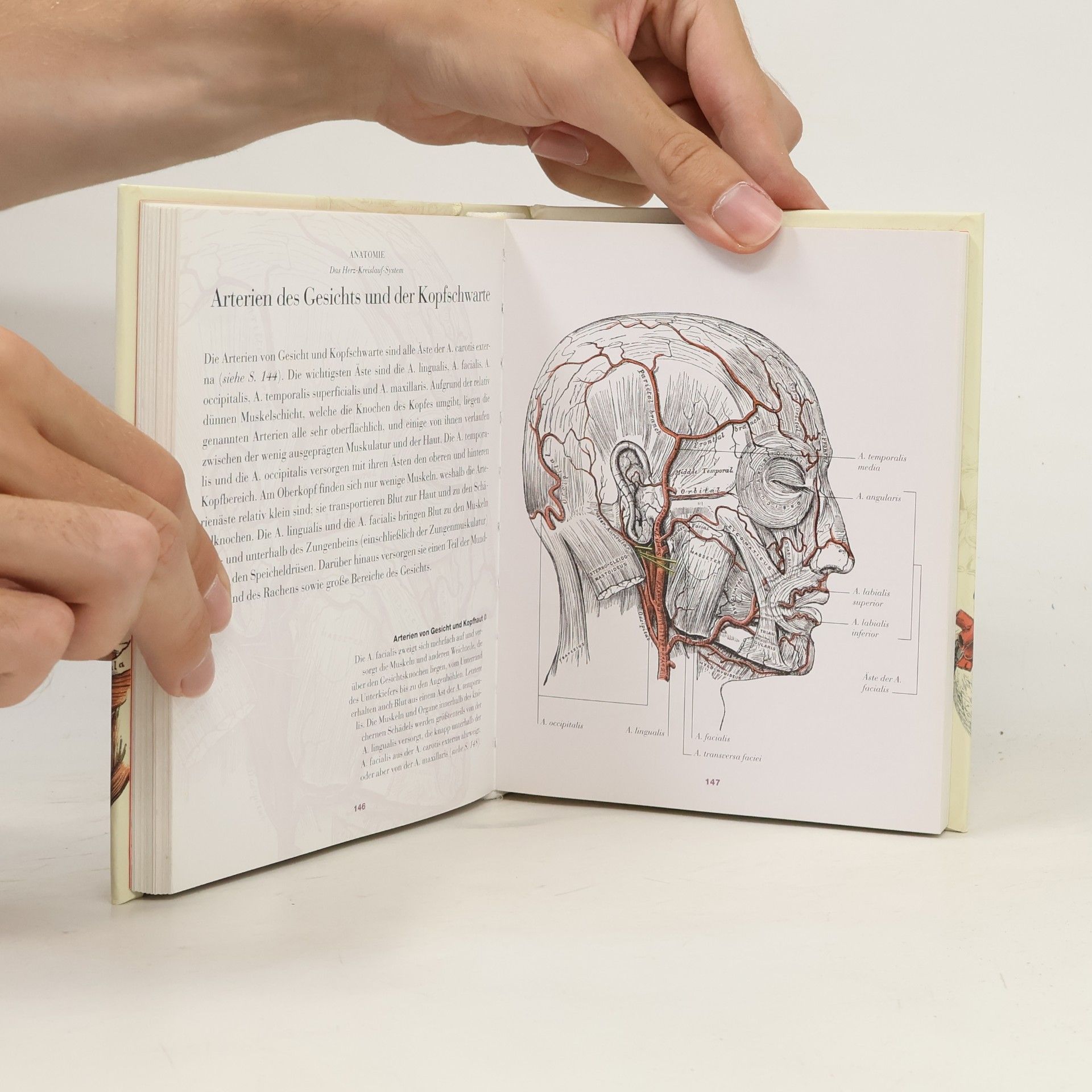 Christopher Joseph Anatomie