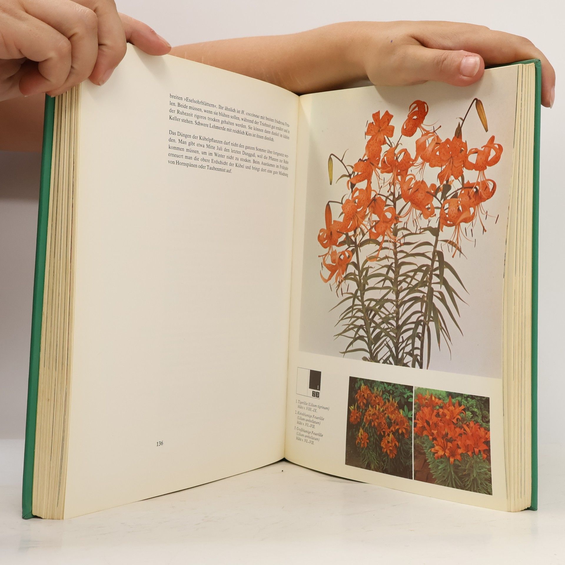 Autorenkollektiv Das praktisches Garten 1x1. 1