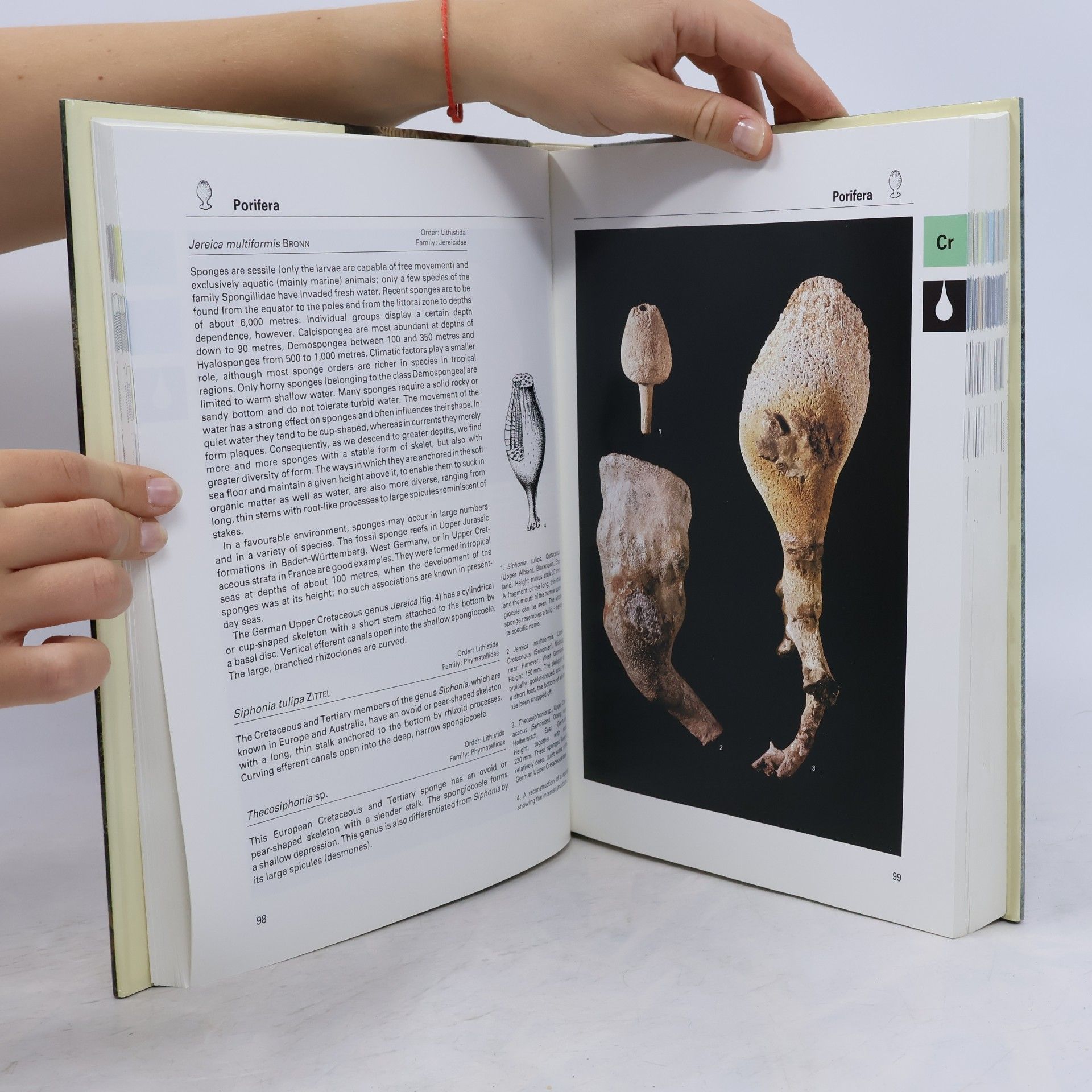 Vojtěch Turek Fossils of the World