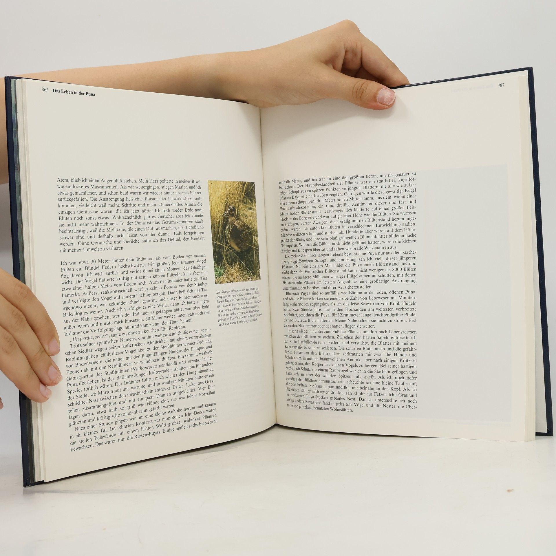 Collectif d'auteurs Die Anden