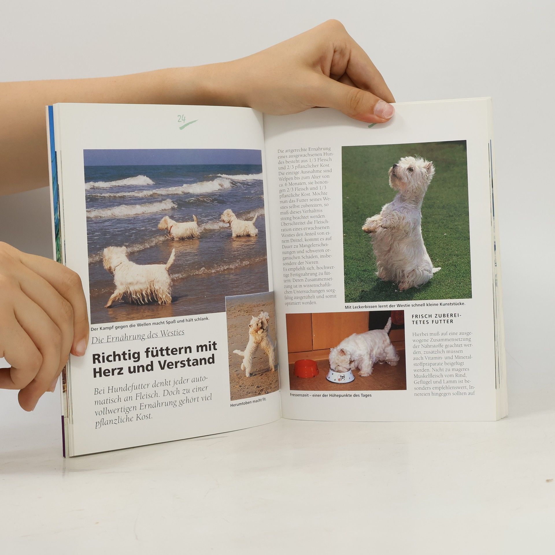 Inga Flamang Westie