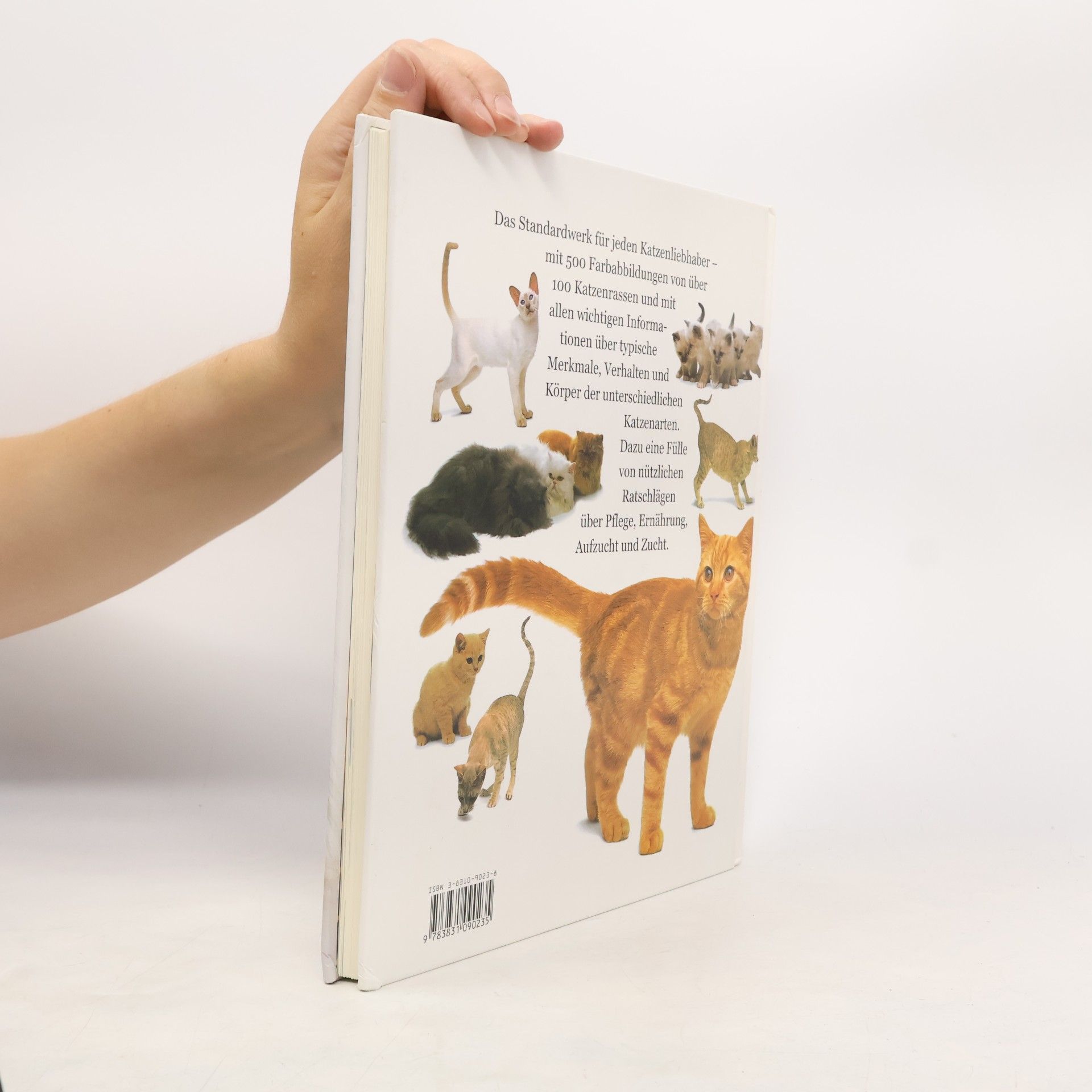 David Taylor Mein grosses Katzenbuch