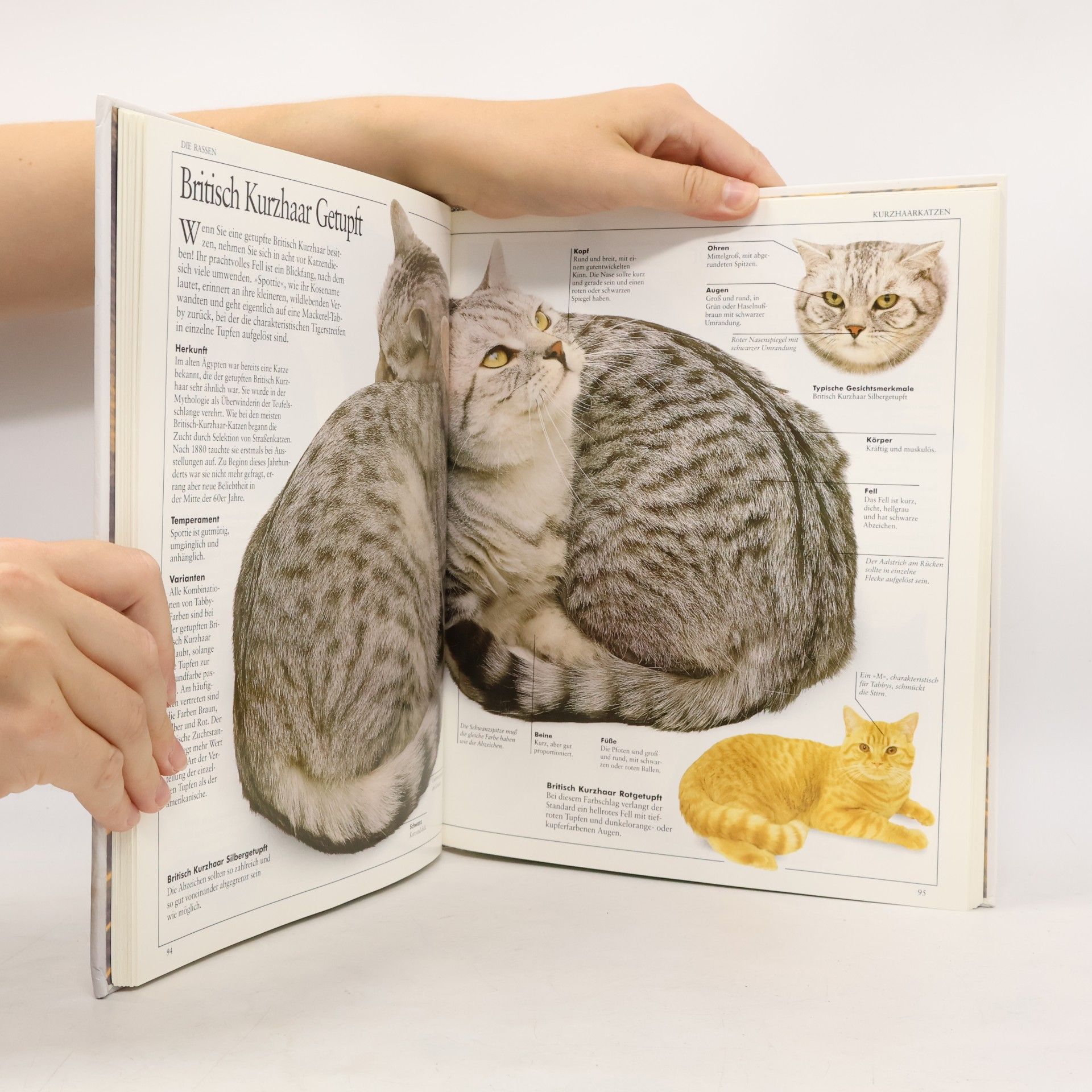 David Taylor Mein grosses Katzenbuch