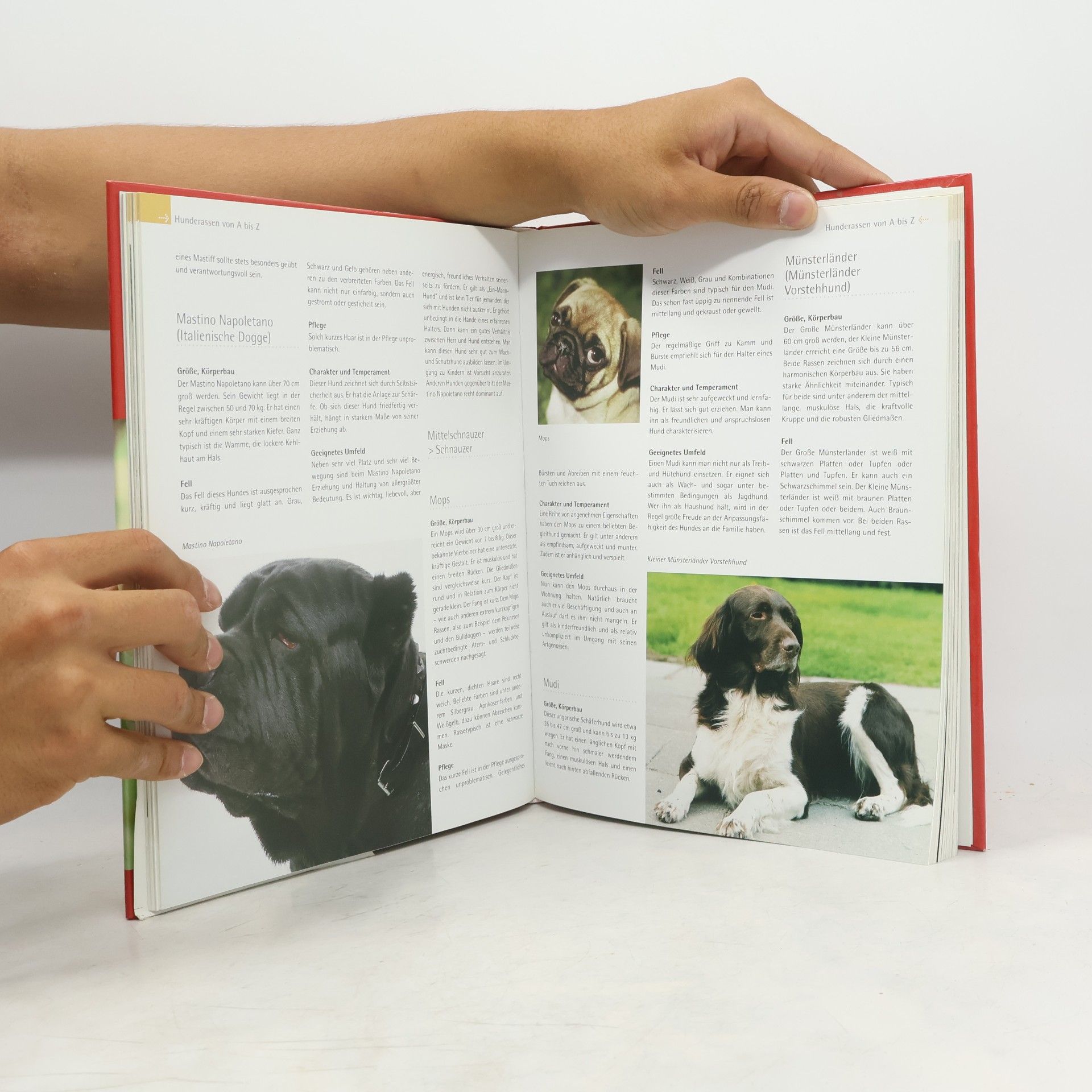 Barbara Willms Hunde