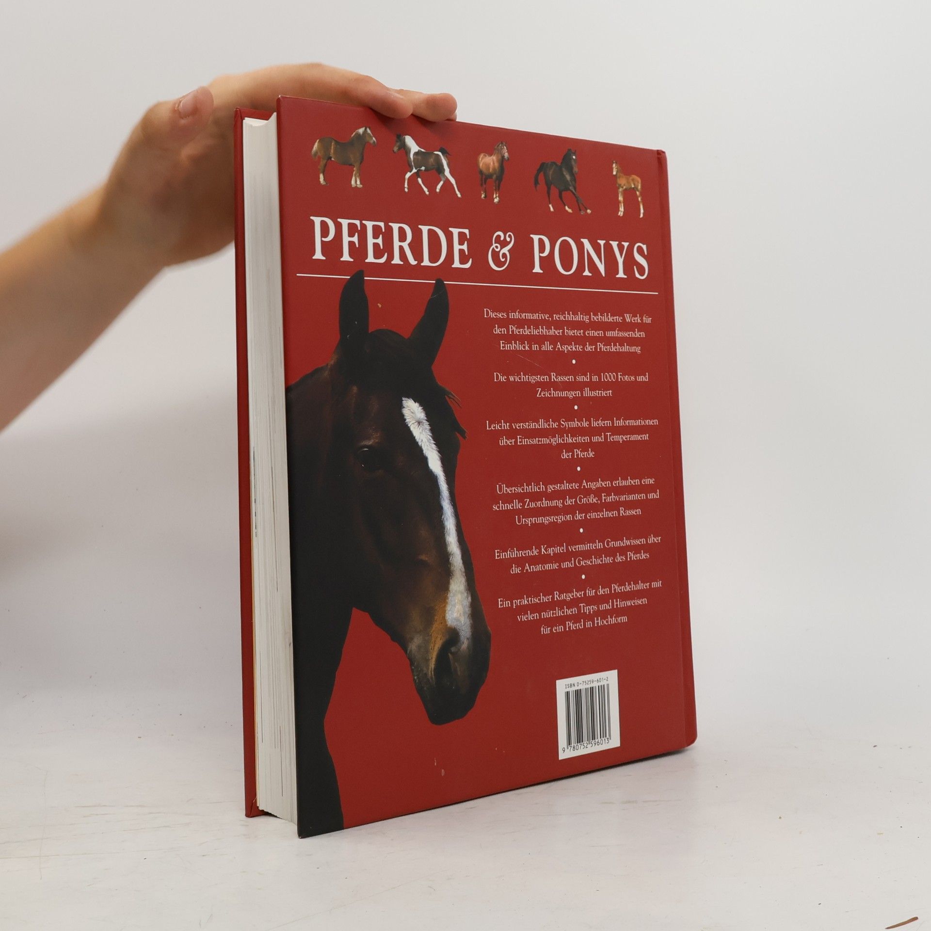 Tam Pickeral Pferde & Ponys