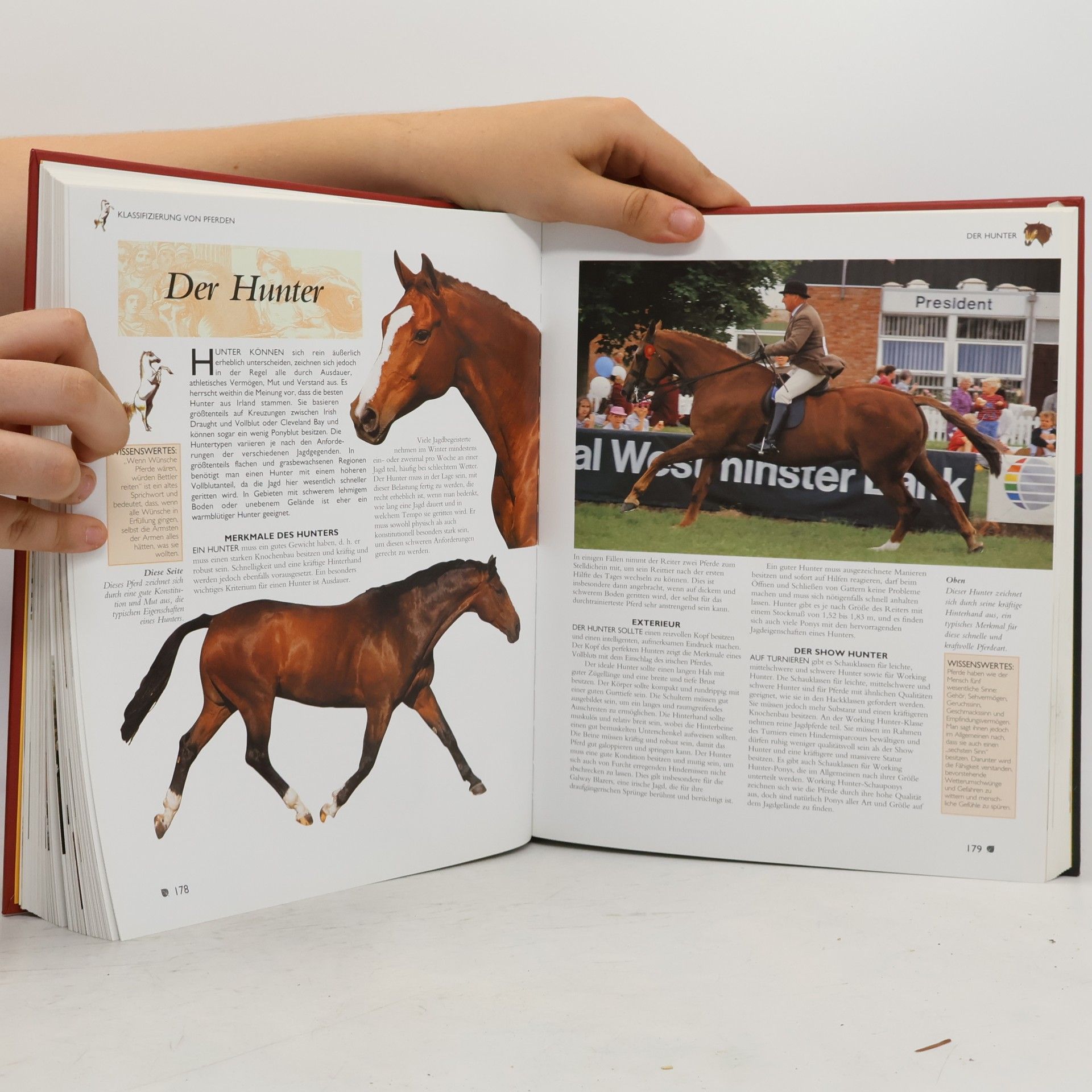 Tam Pickeral Pferde & Ponys